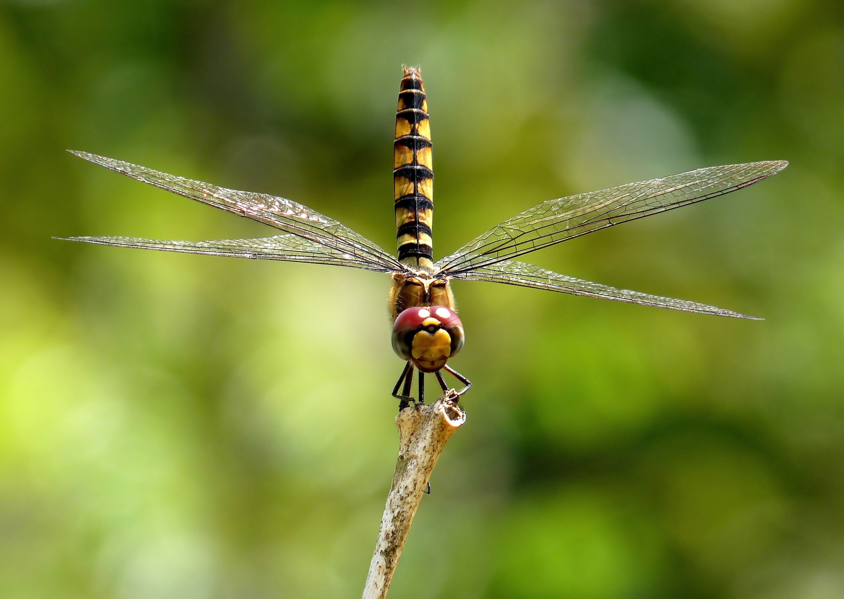 Wallpapers insects dragonfly arthropod on the desktop