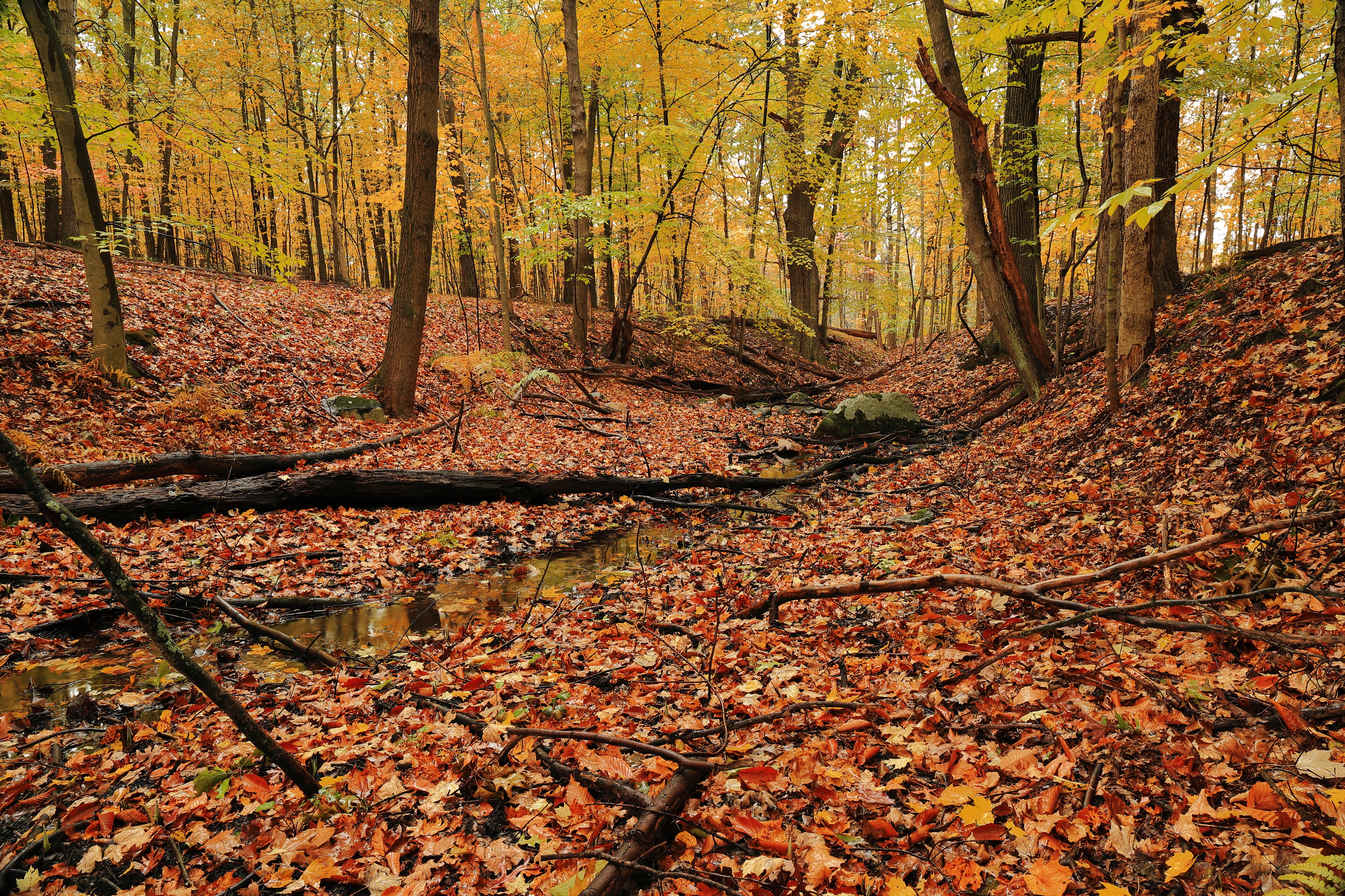 Free photo Picture, landscape, autumn colors on the phone