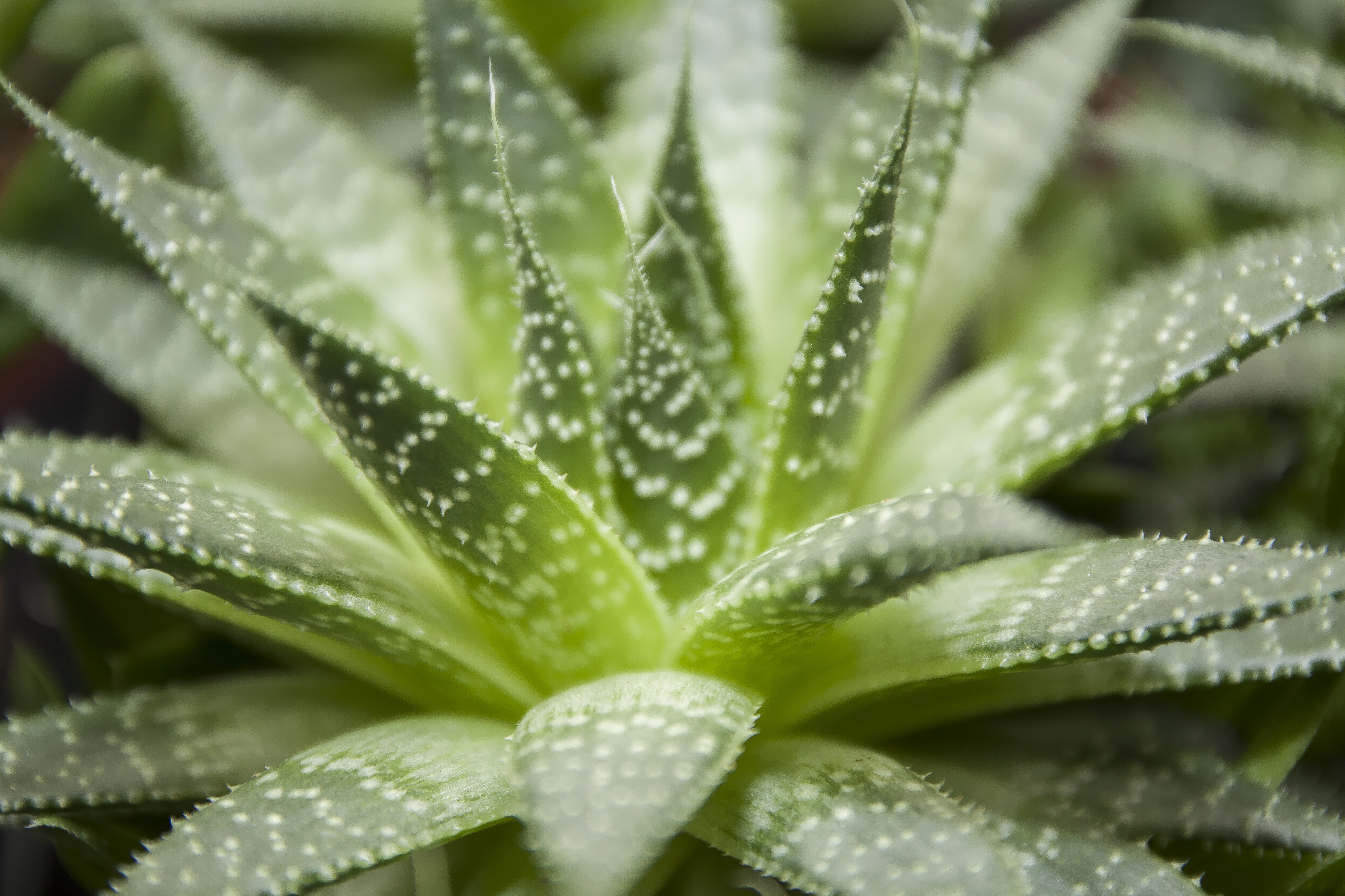 Free photo Haworthia flower with needles