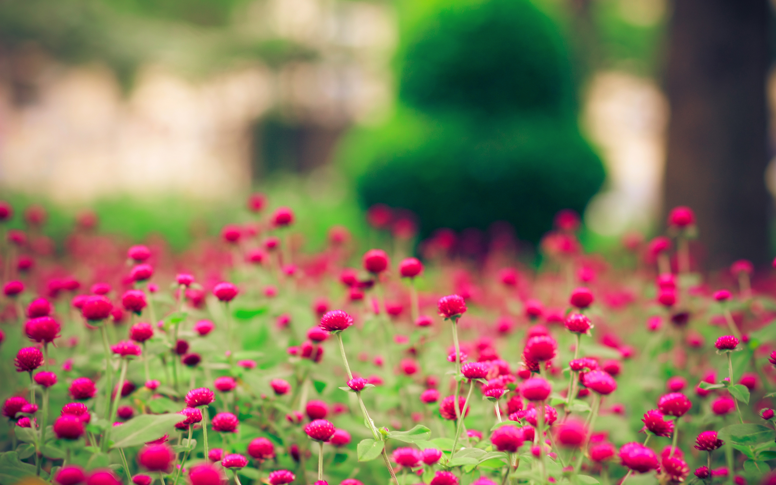 Wallpapers flowers clearing grass on the desktop