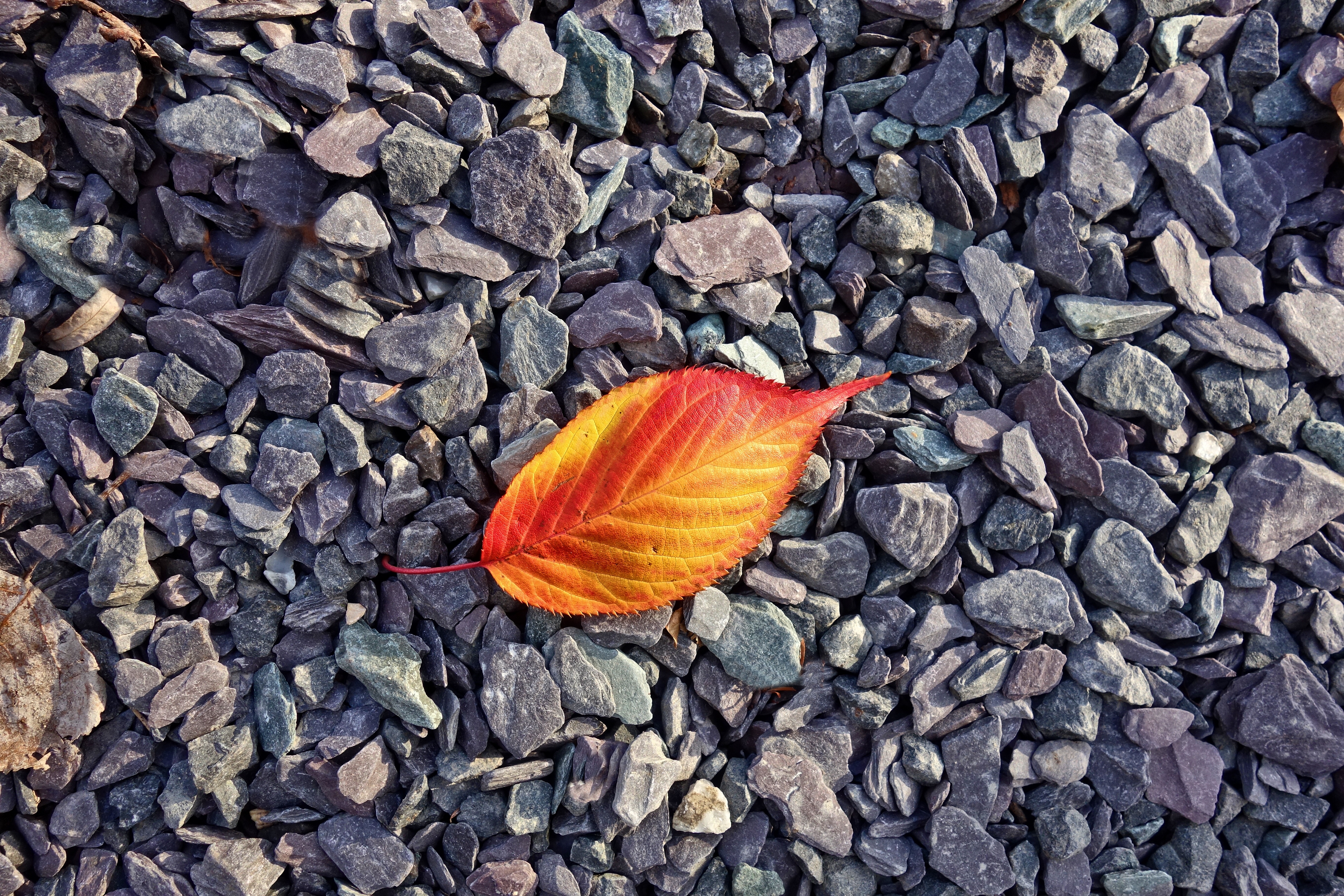 Free photo An autumn gold leaf lies on the small stones