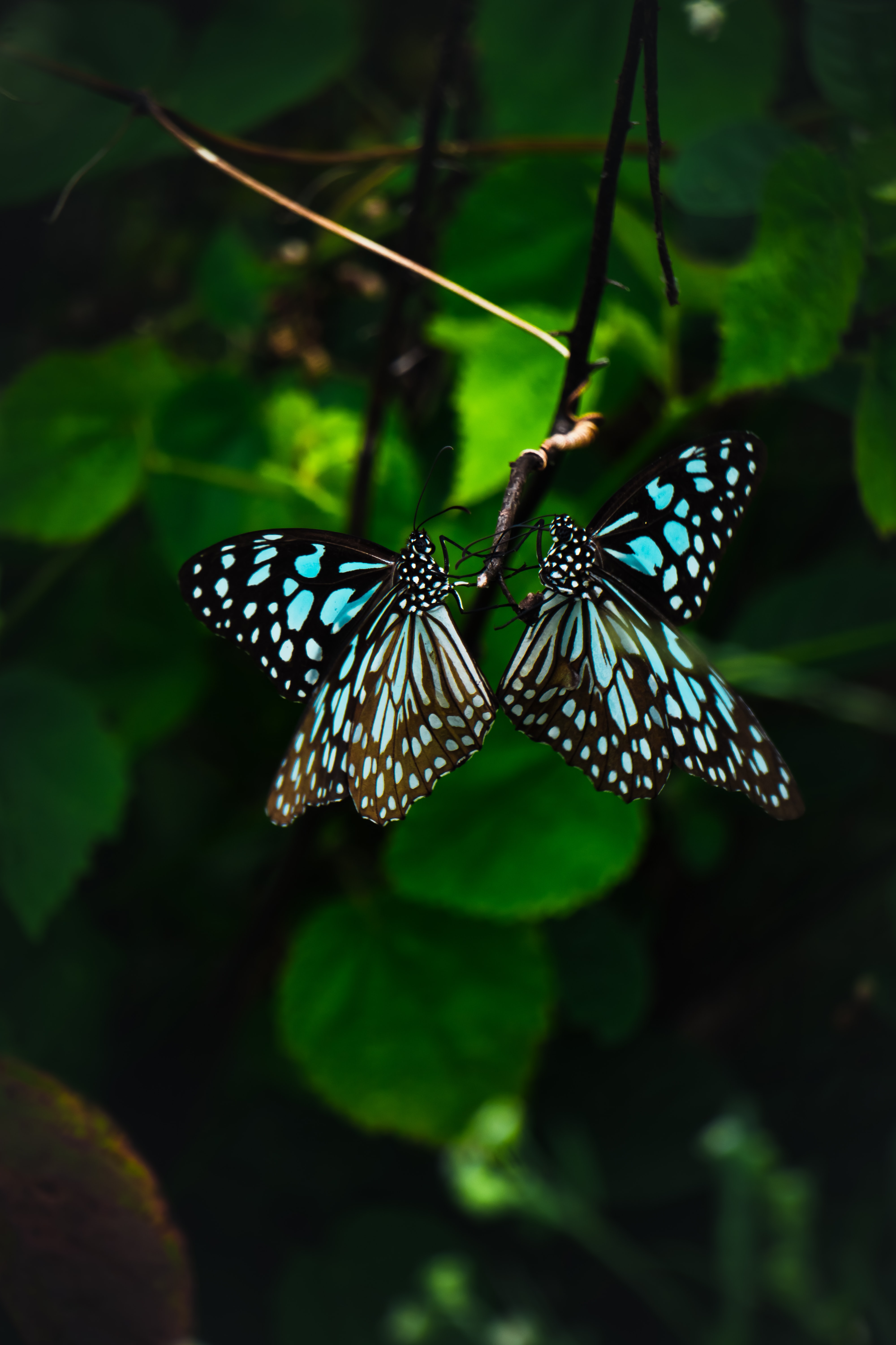 Free photo Unusual butterflies with blue wings.