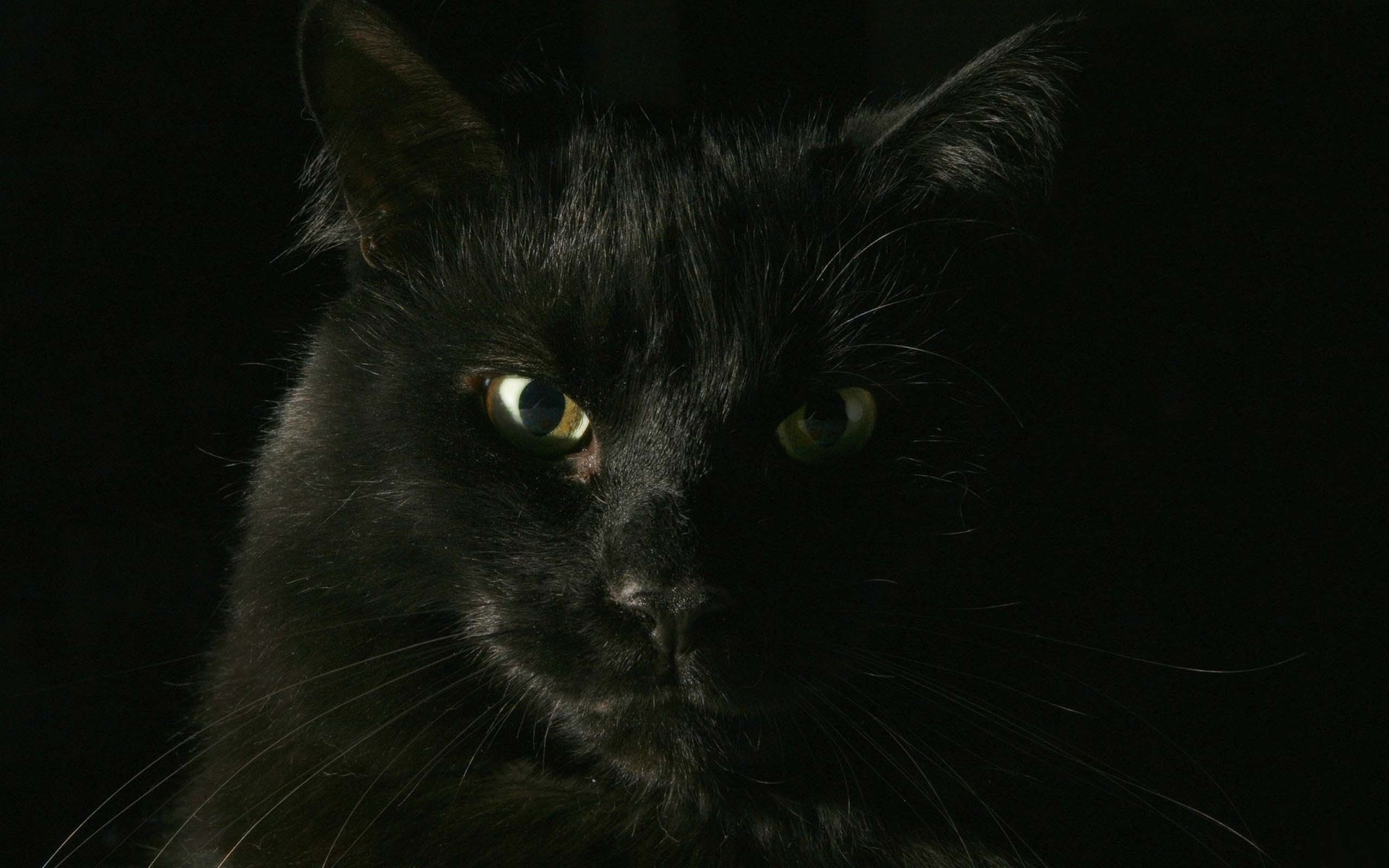 Бесплатное фото Черный кот на черном фоне