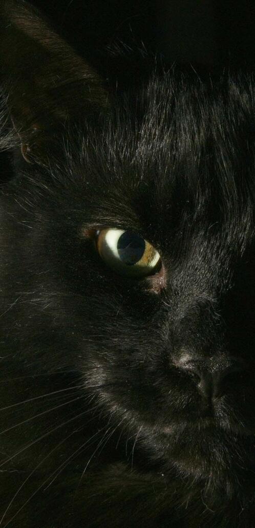 Бесплатное фото Черный кот на черном фоне
