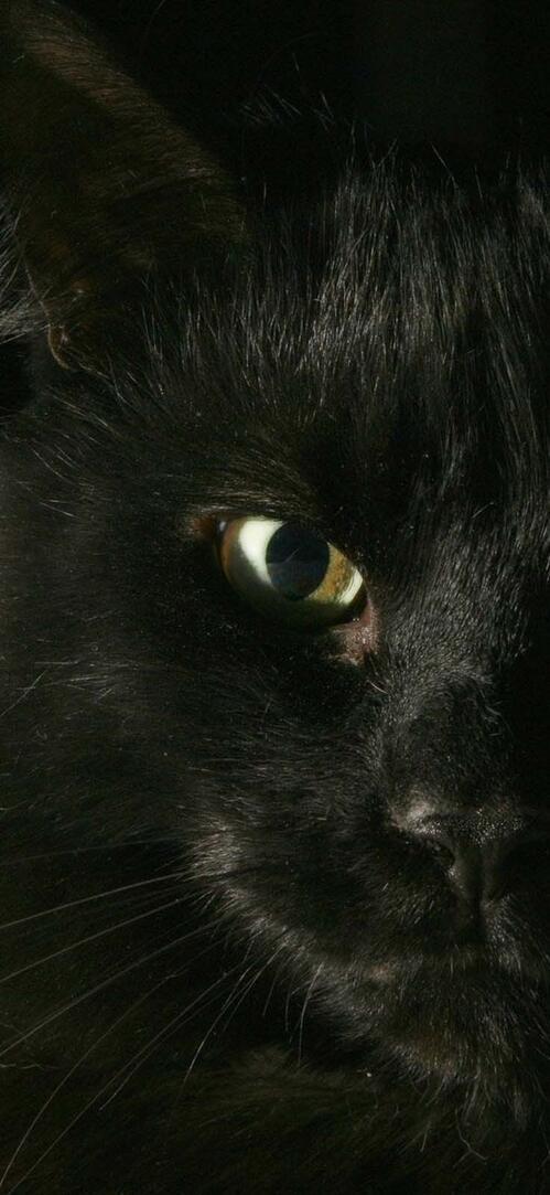 Бесплатное фото Черный кот на черном фоне