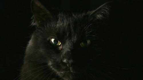 Бесплатное фото Черный кот на черном фоне