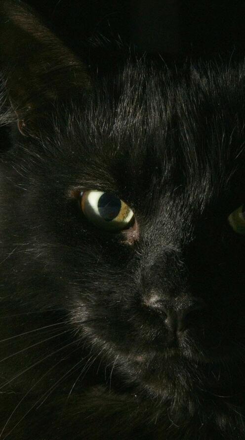 Бесплатное фото Черный кот на черном фоне
