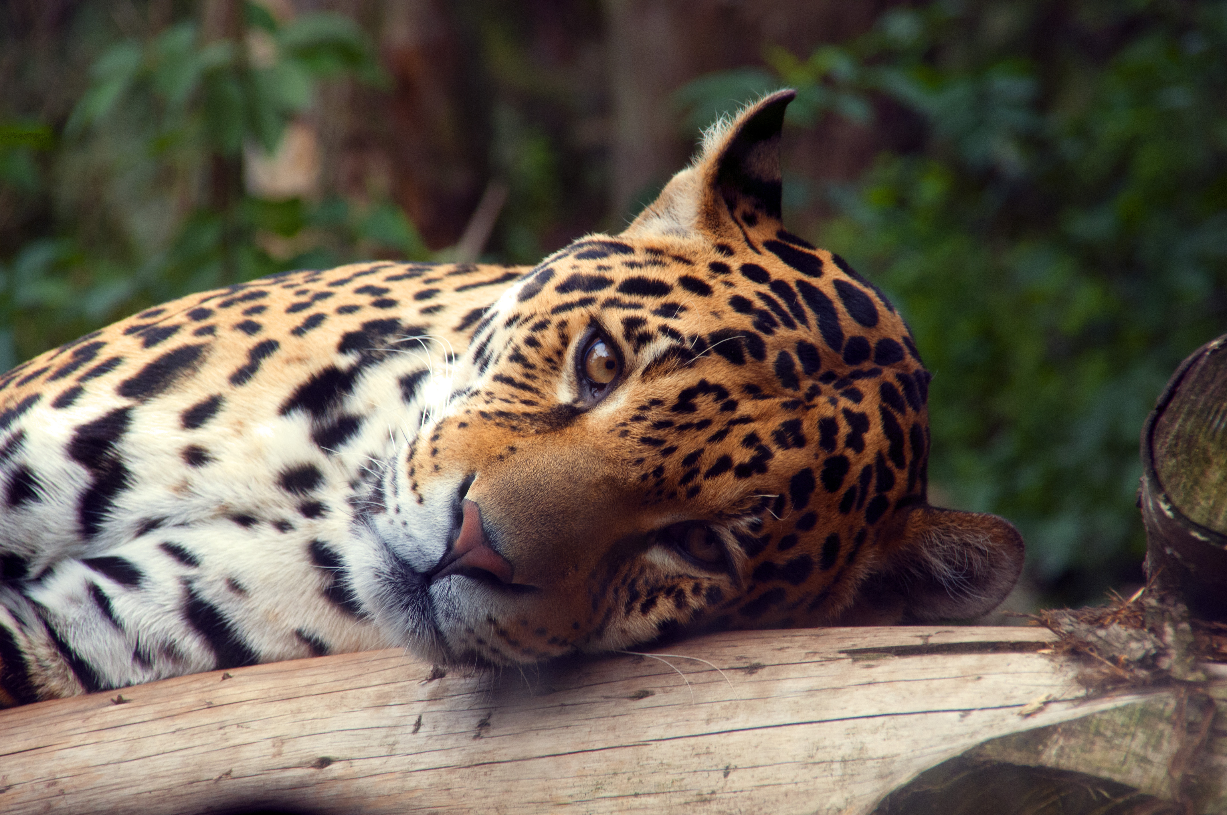 Обои Leopard Edinburgh Zoo Corstorphine на рабочий стол