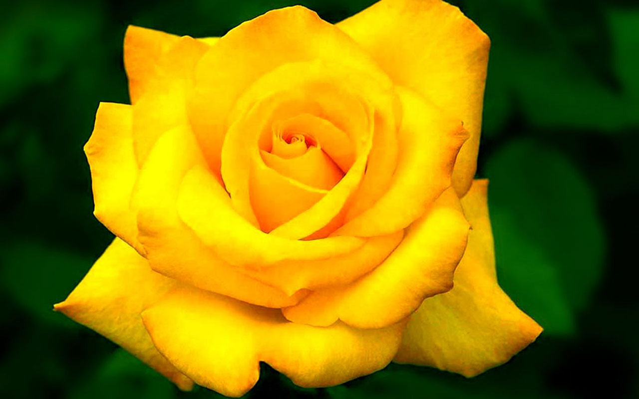 桌面上的壁纸玫瑰 黄玫瑰 蔷薇花蕾