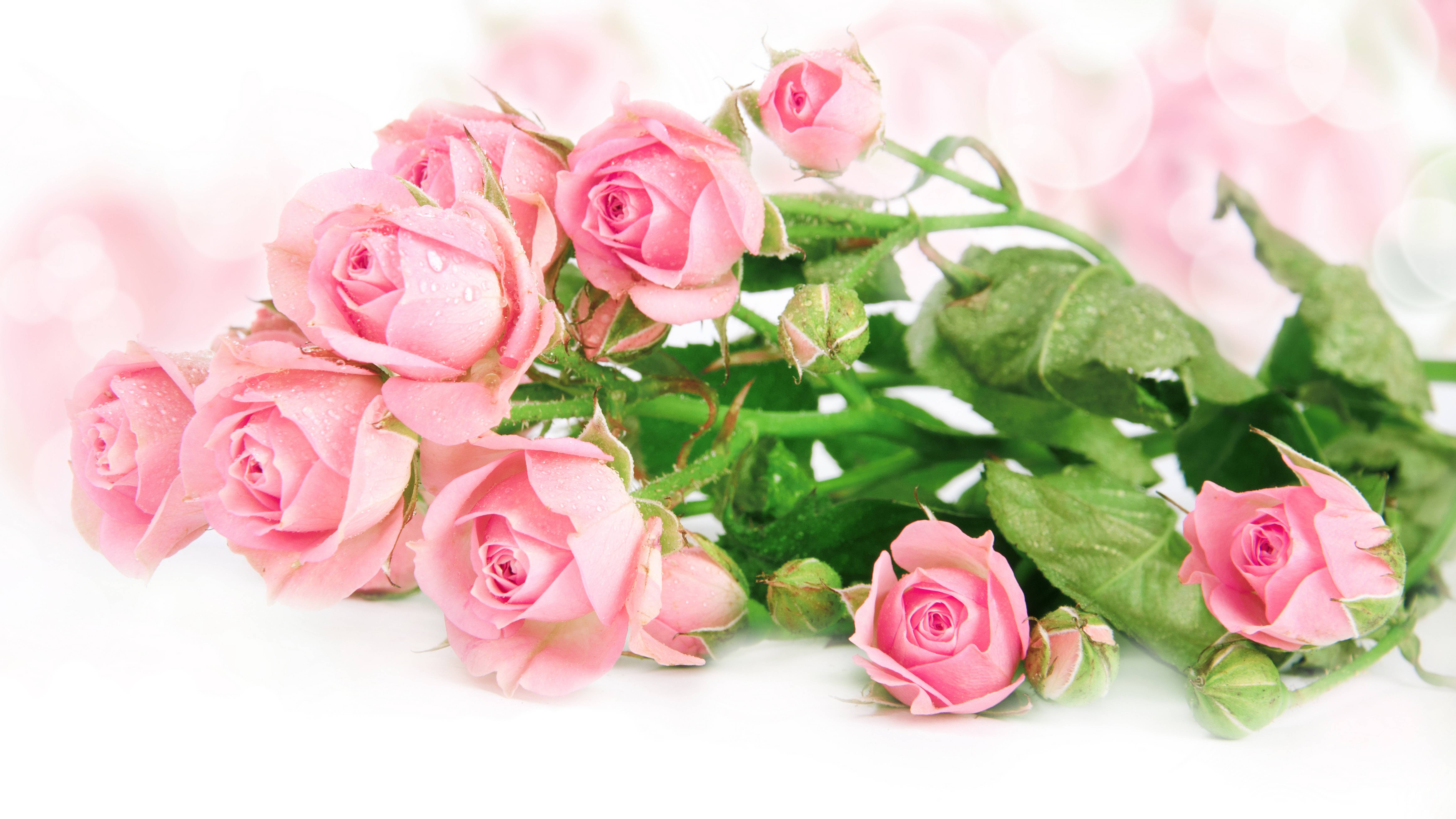 桌面上的壁纸玫瑰 粉红色 鲜花
