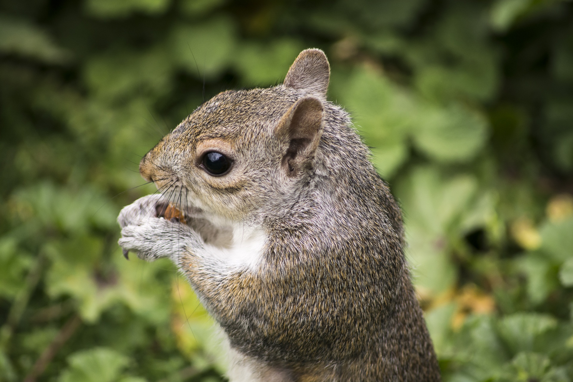 Wallpapers rodent nature branch on the desktop