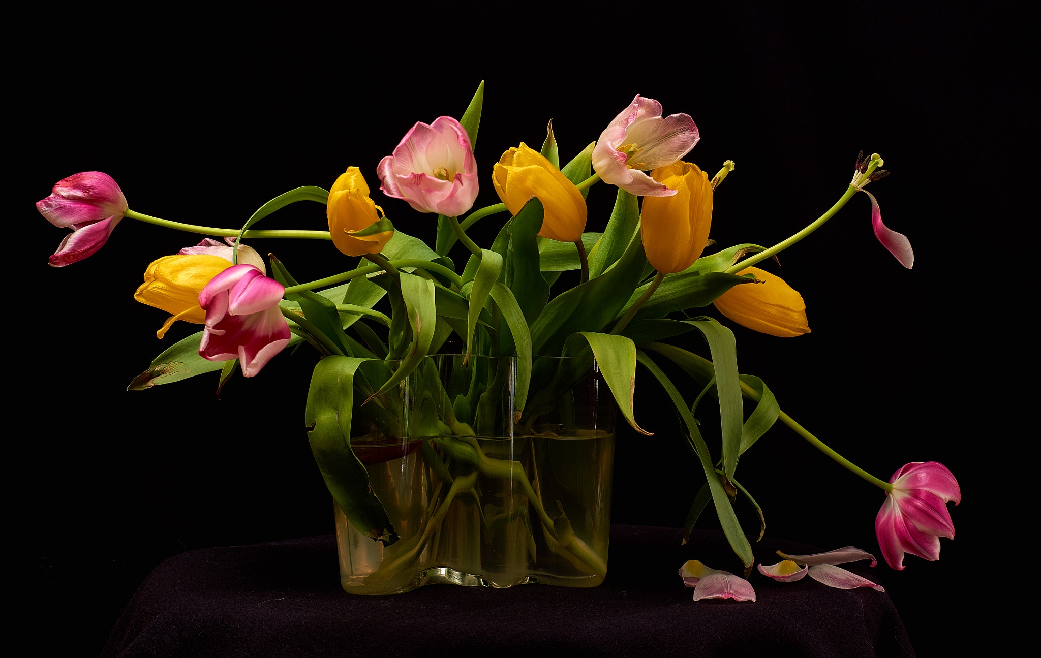 照片热郁金香，花束