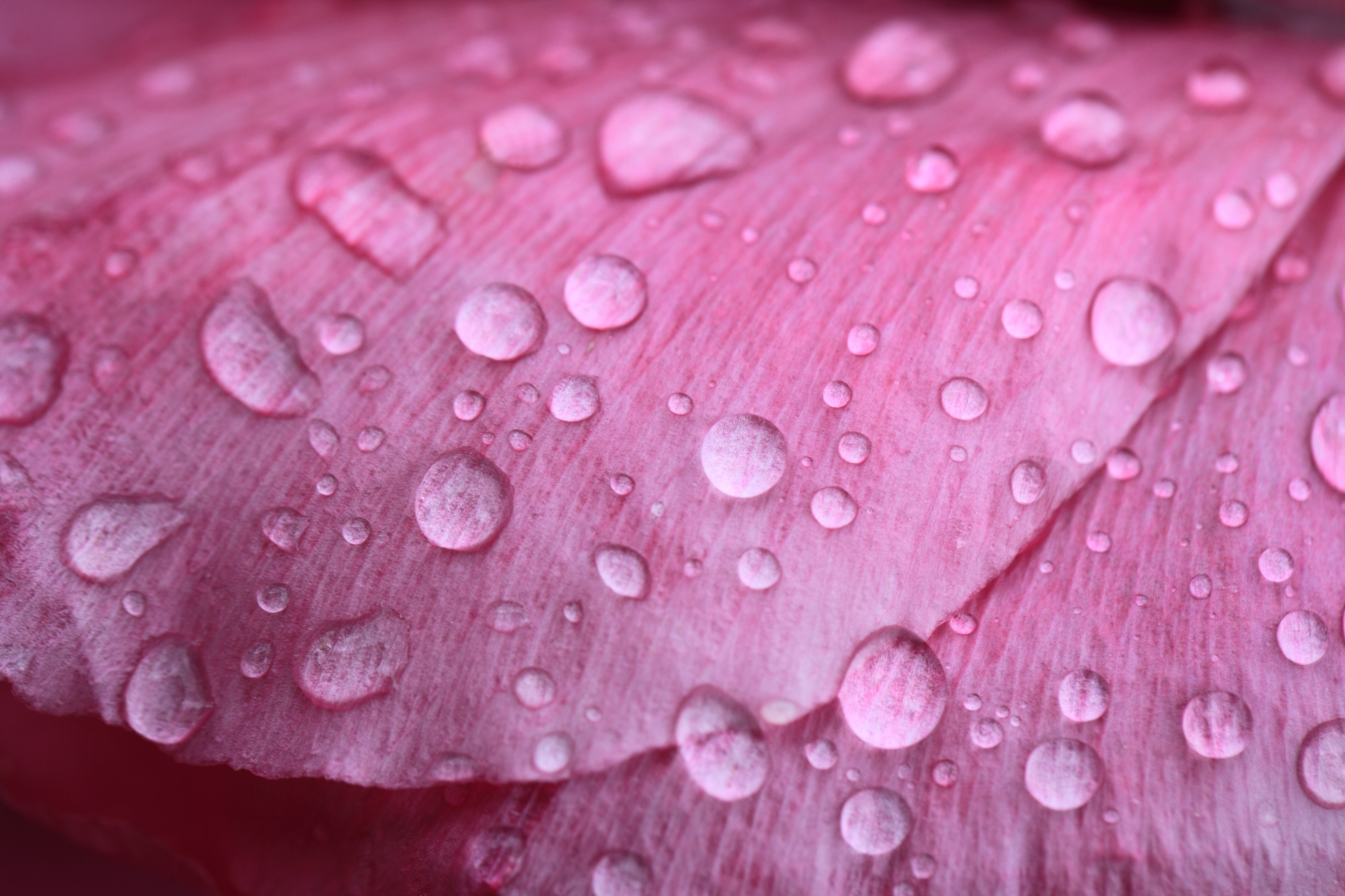 Wallpapers water drop dew on the desktop