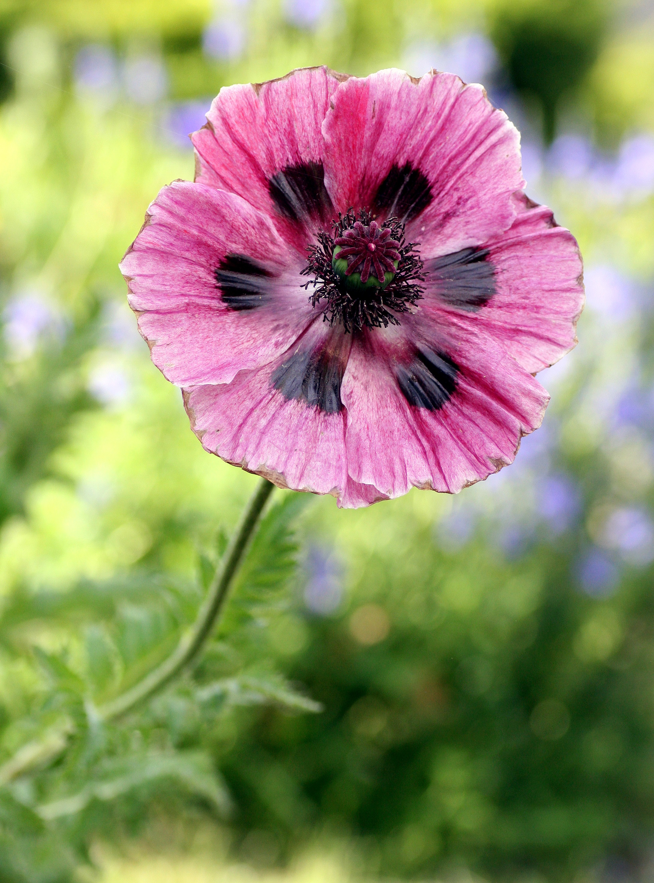 Free photo Pink patterned flower