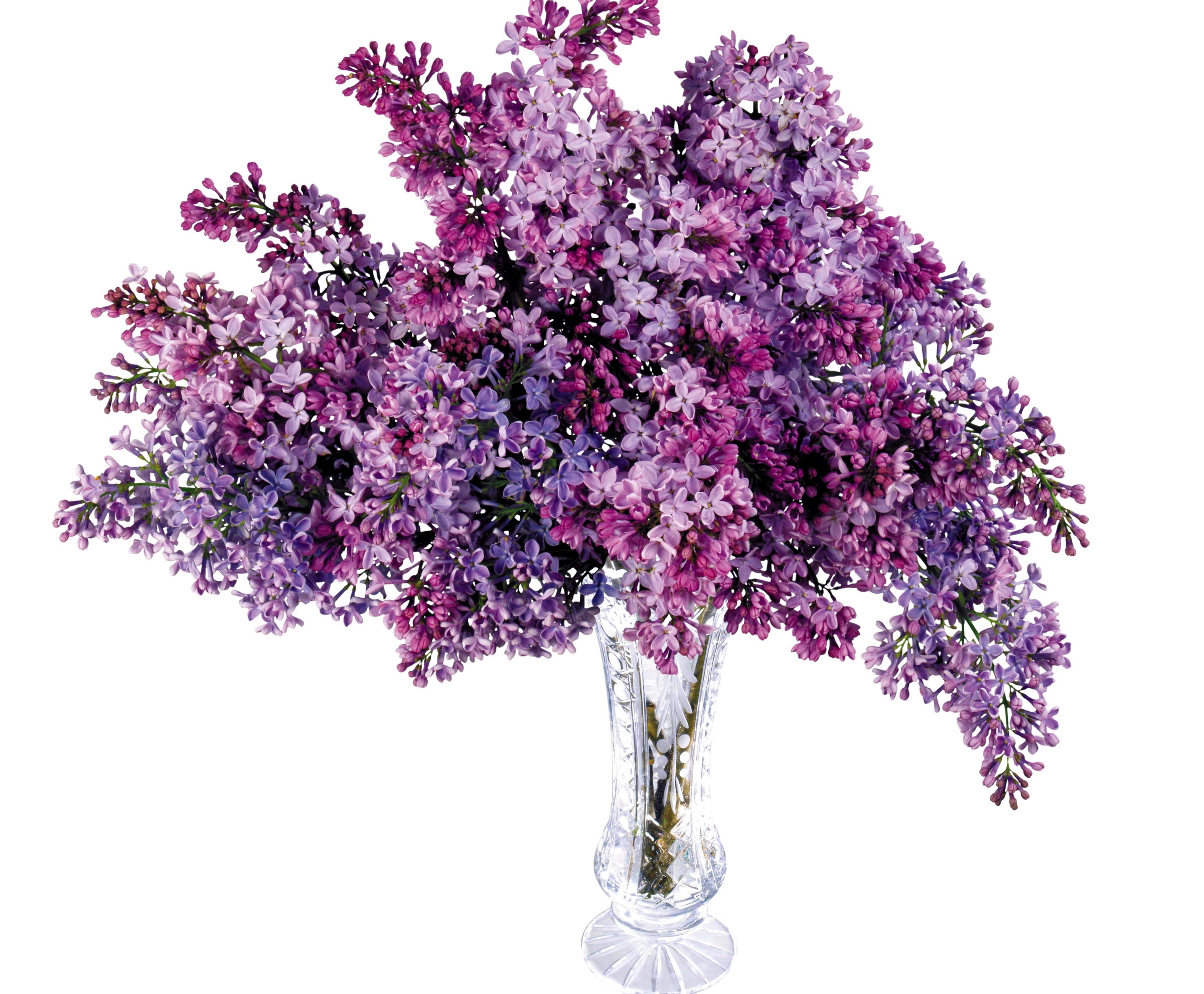 Wallpapers lilacs bunch vase on the desktop