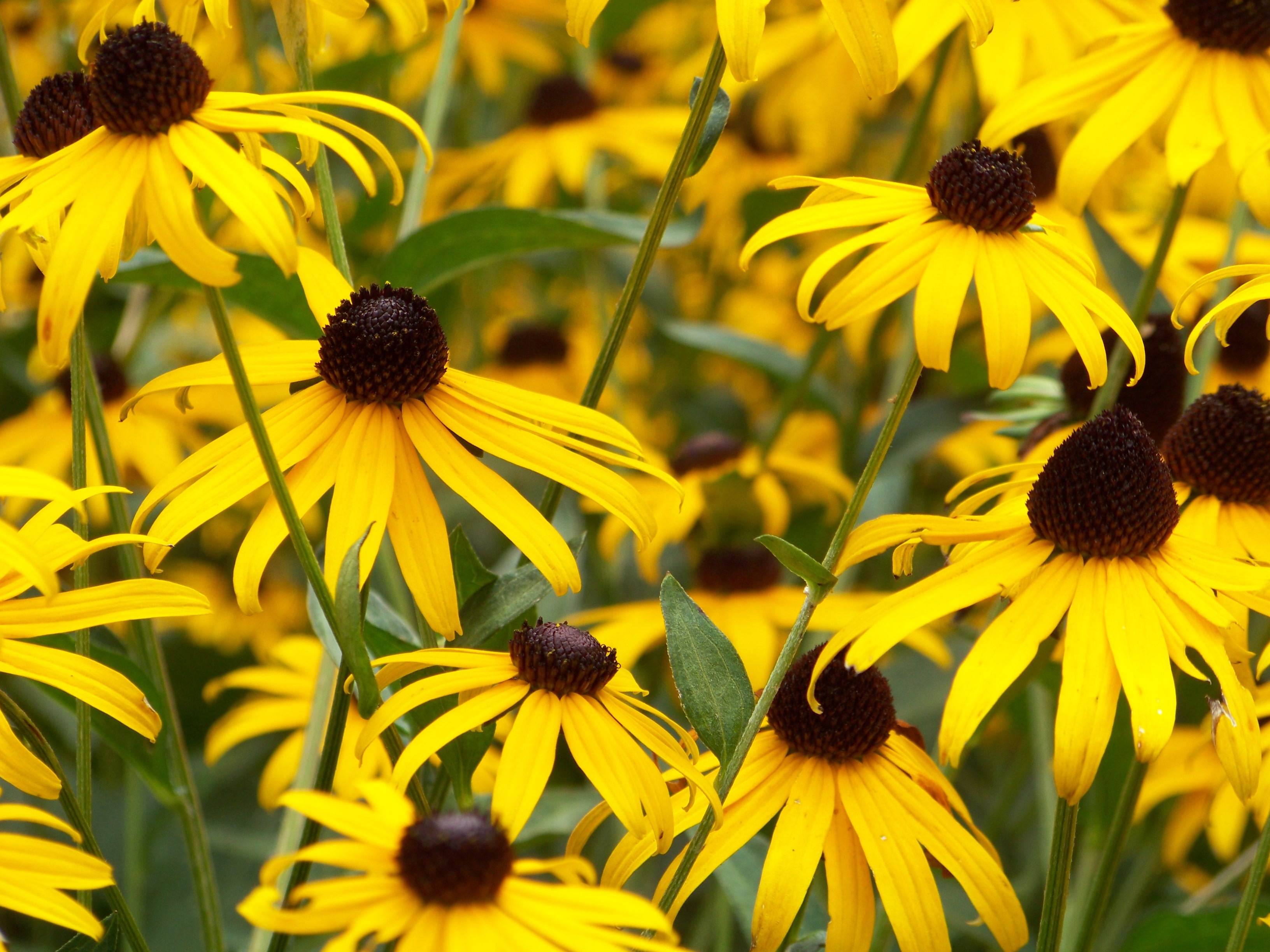 Free photo Meadow yellow flowers