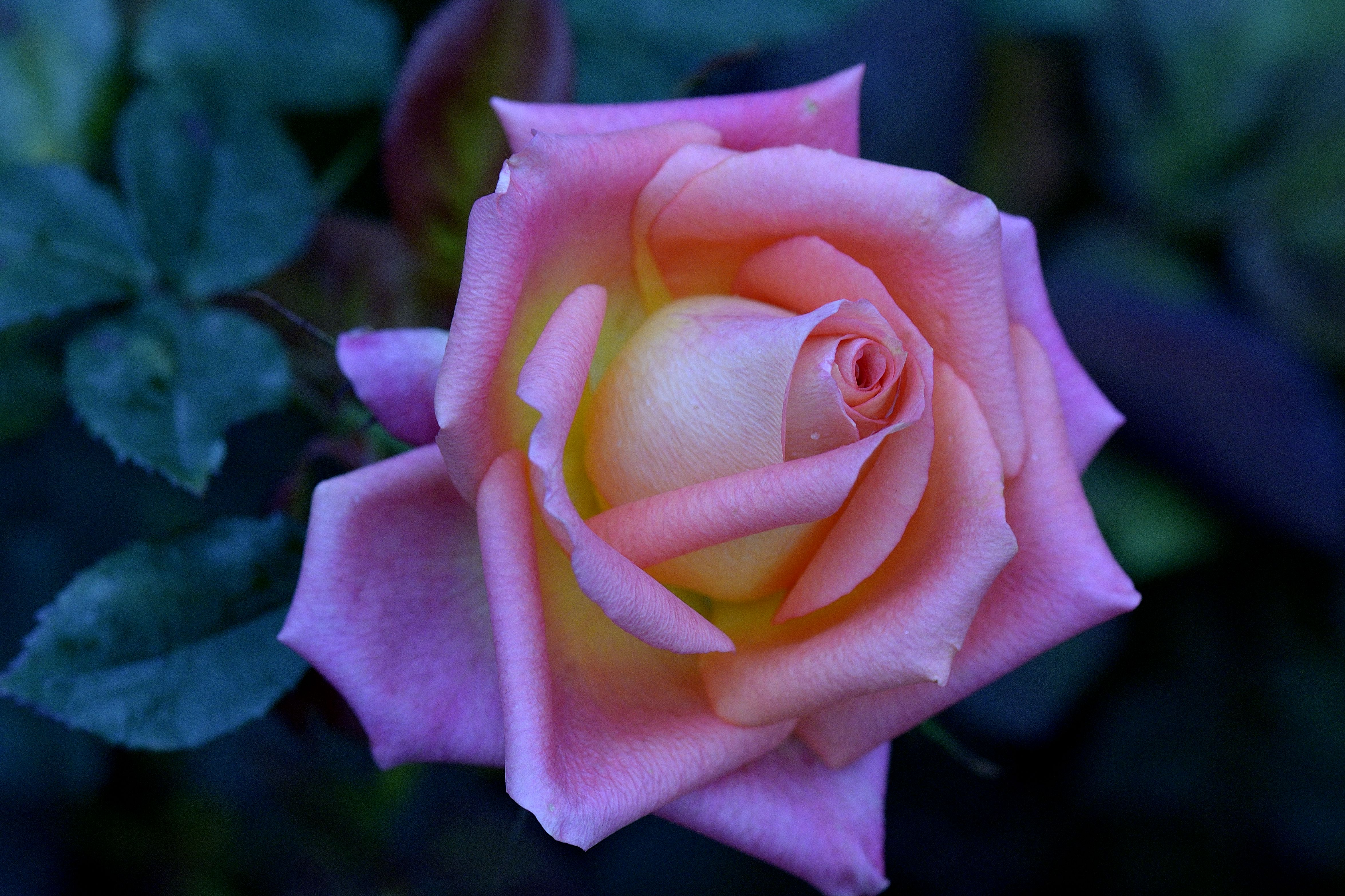 Free photo Pink roses on a summer night