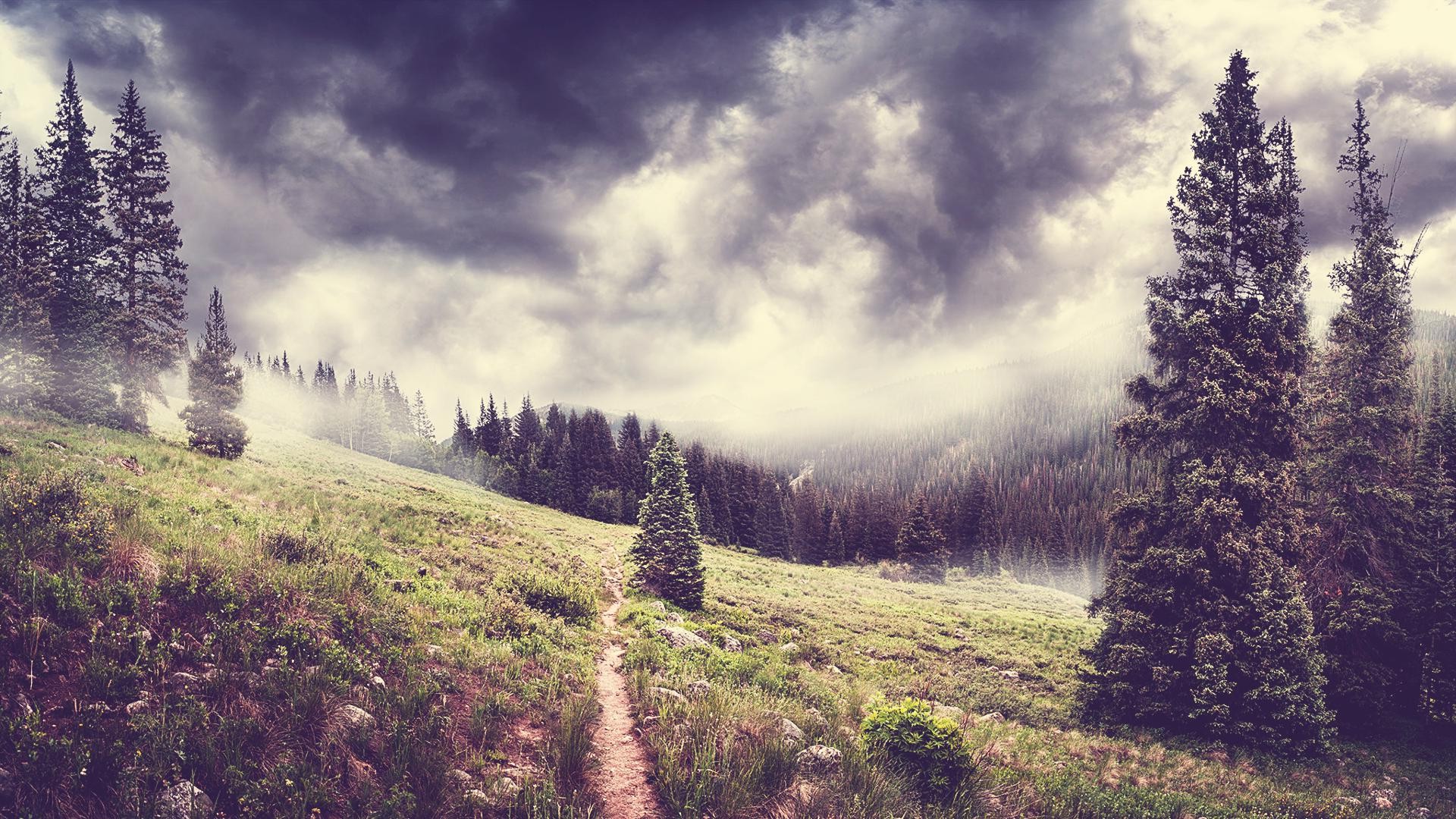 Free photo Fog on a mountainside with growing fir trees