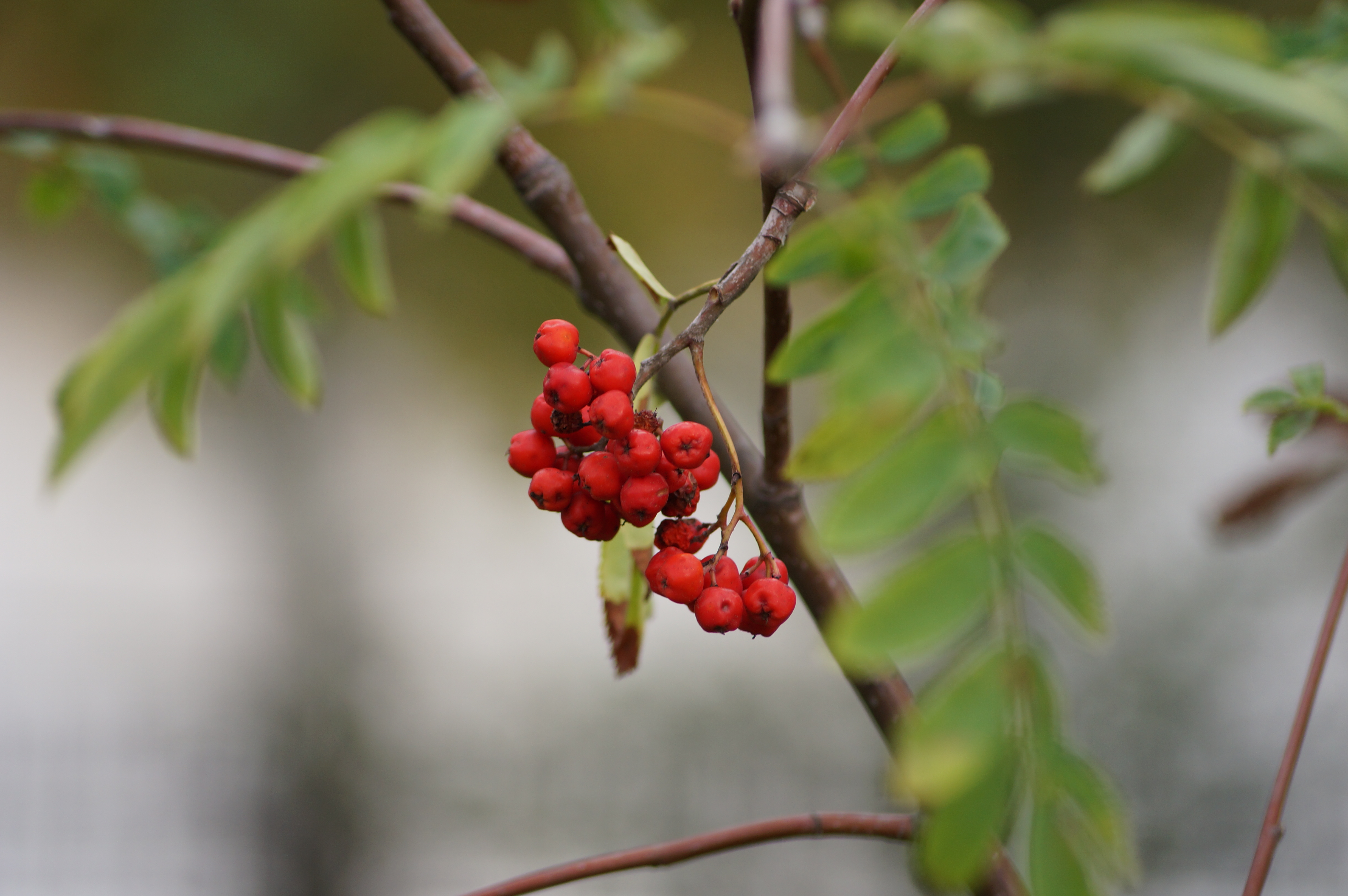 Красные ягоды