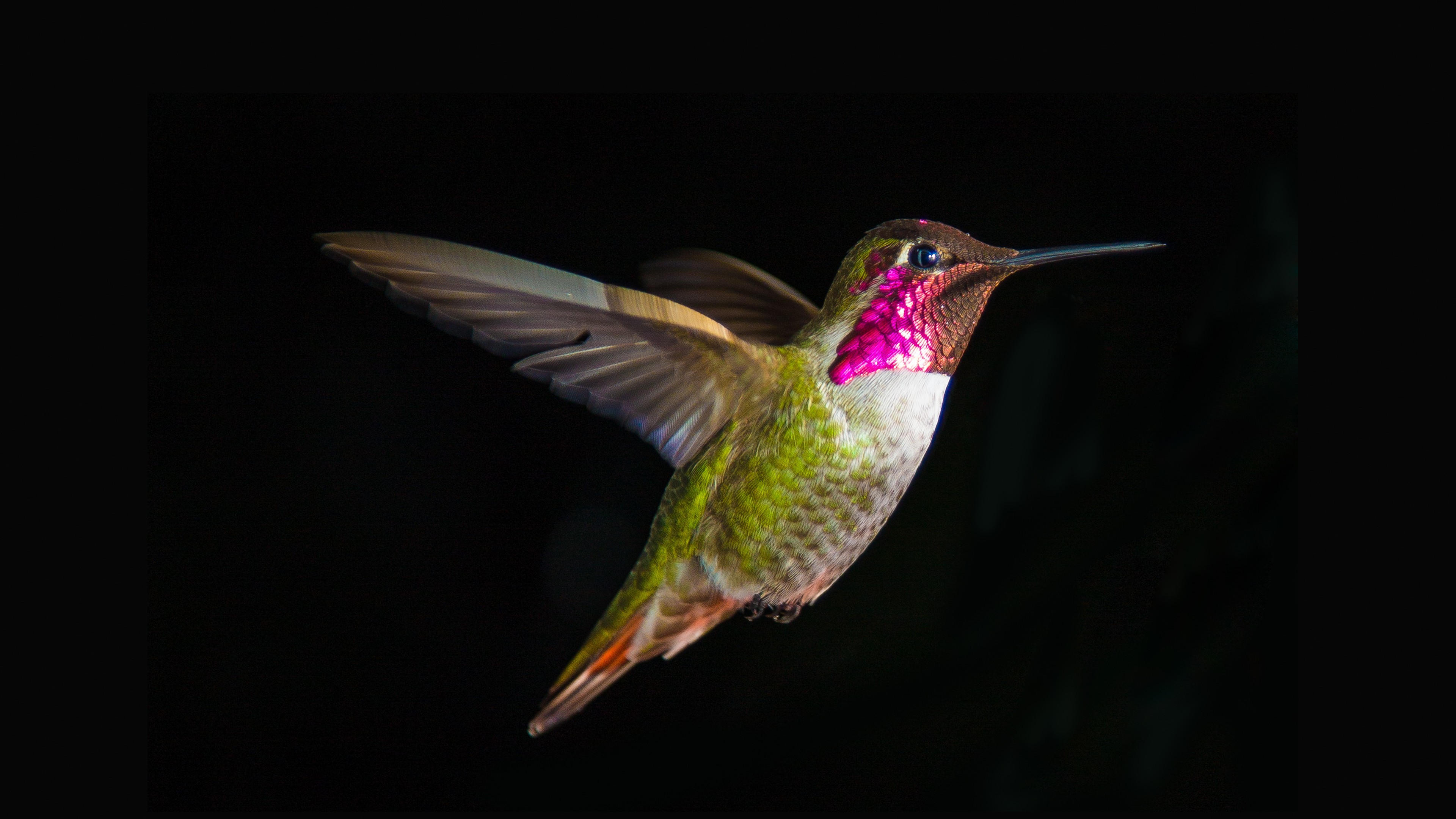 Wallpapers artist black background birds on the desktop