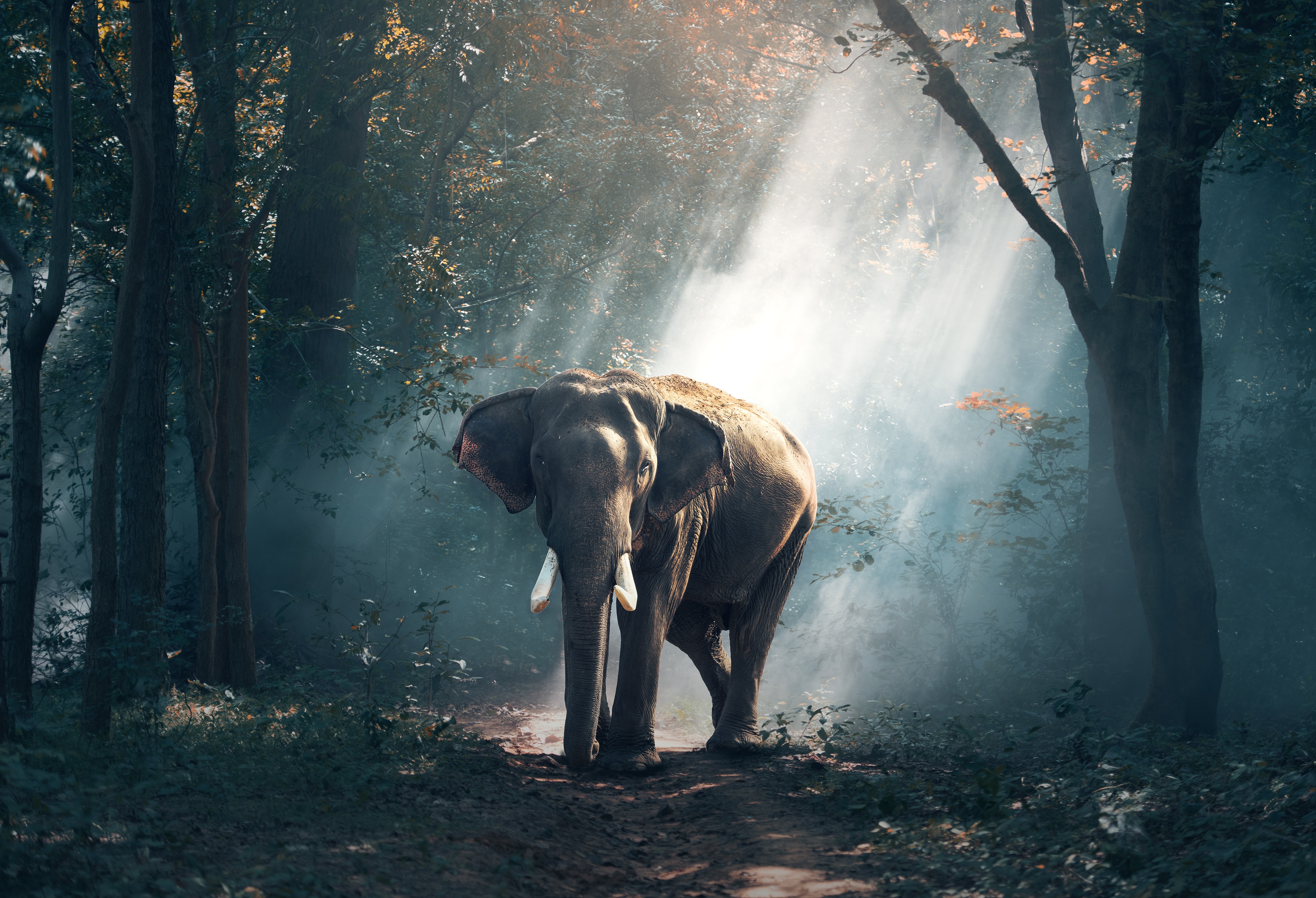 Слон в лесу под солнечными лучами