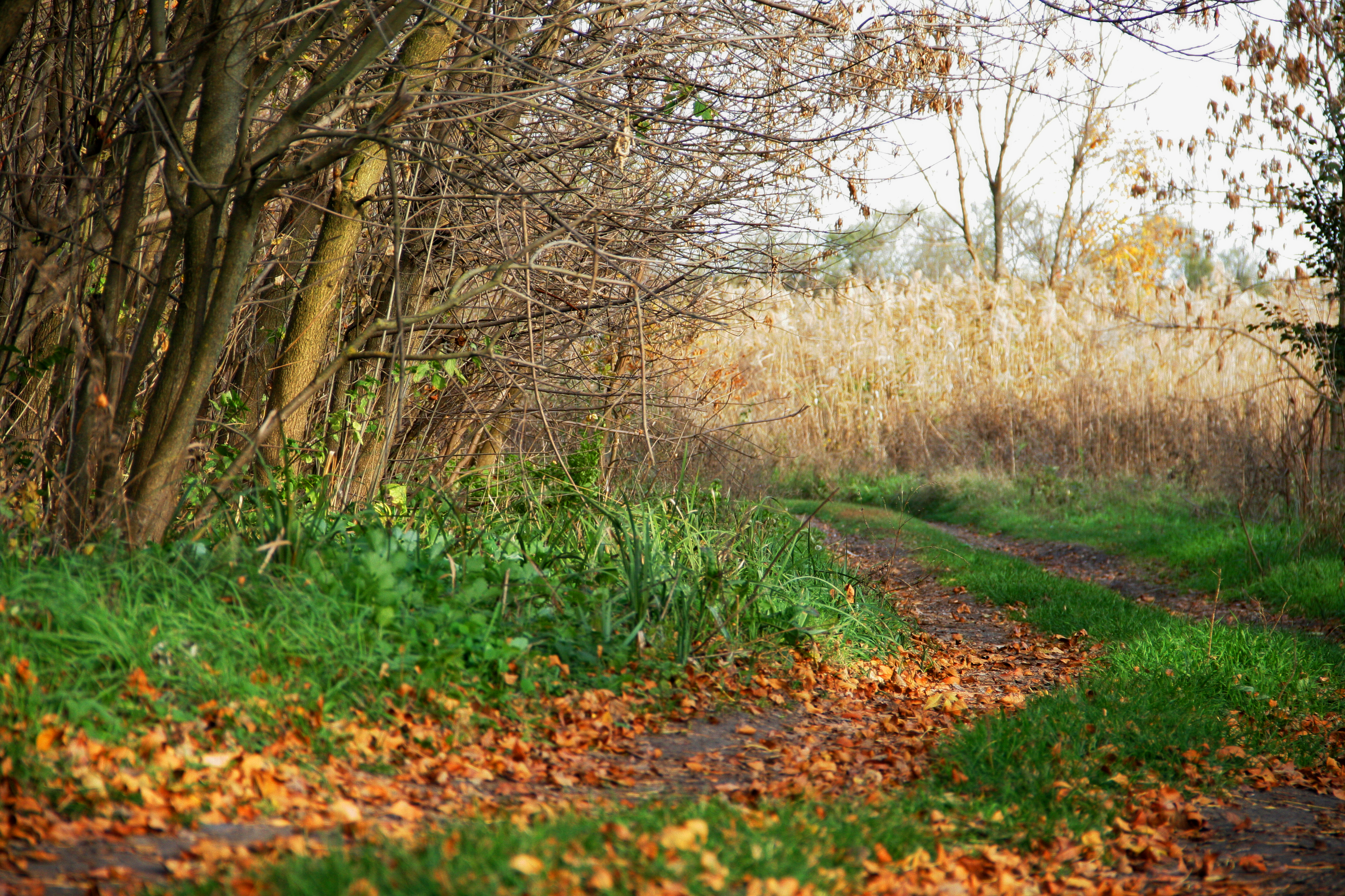 Бесплатное фото Осенняя дорога на юге