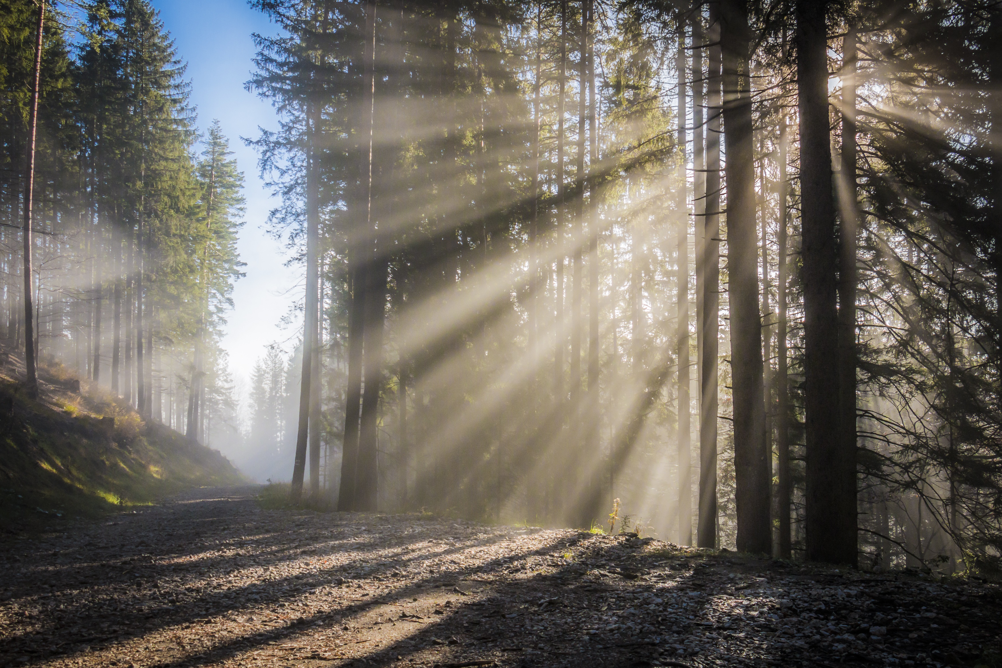 Free photo A sunny morning in a coniferous forest