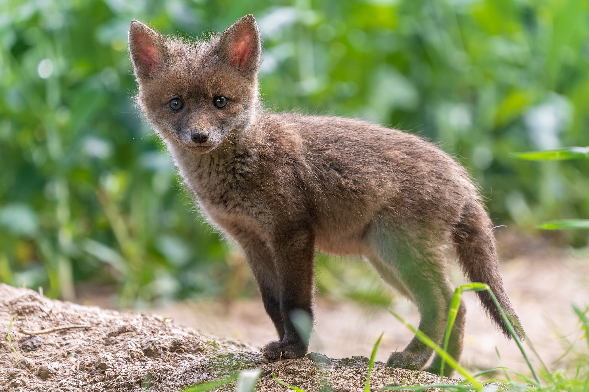 Wallpapers cubs prey animal predator on the desktop