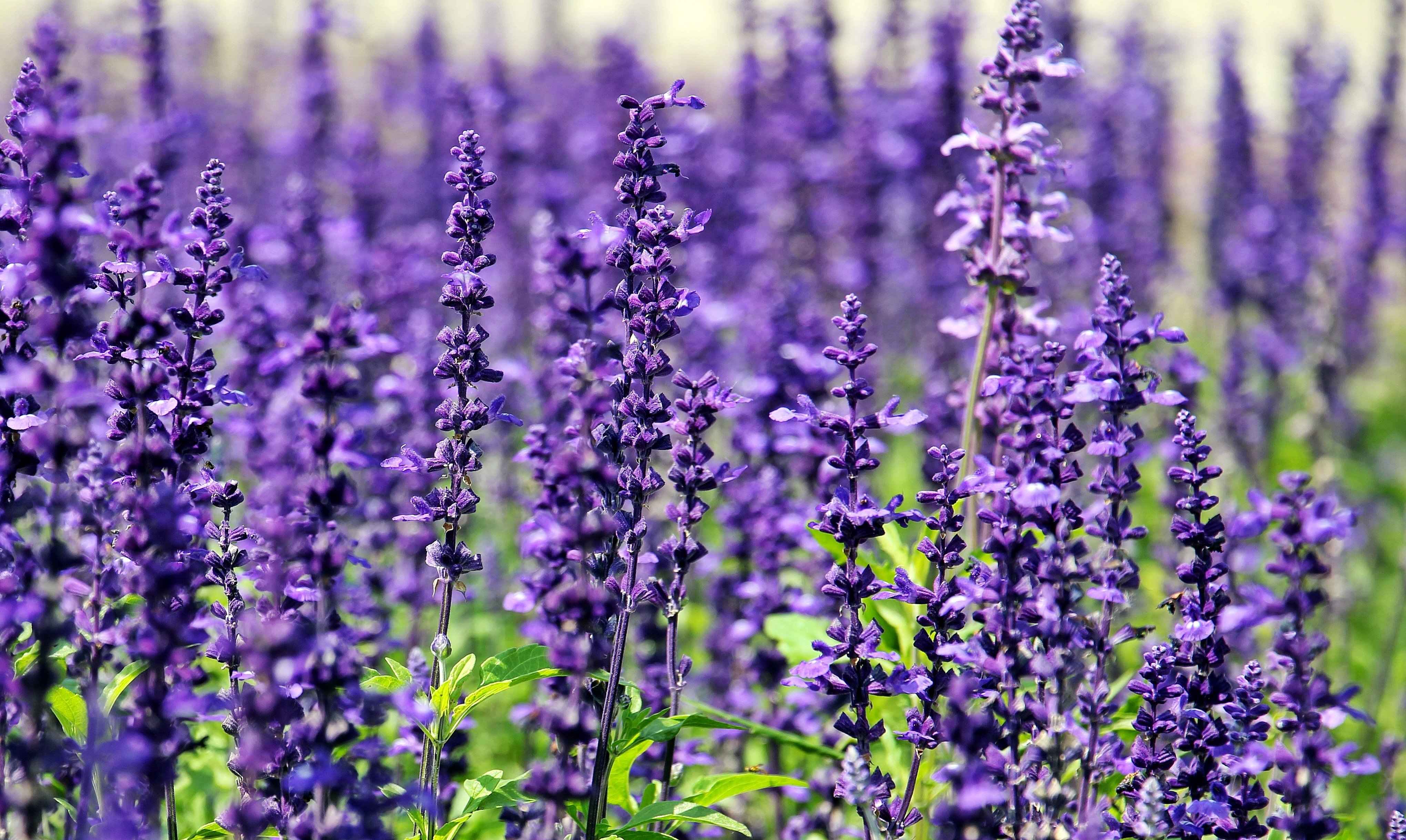 Free photo A beautiful large field of lavender