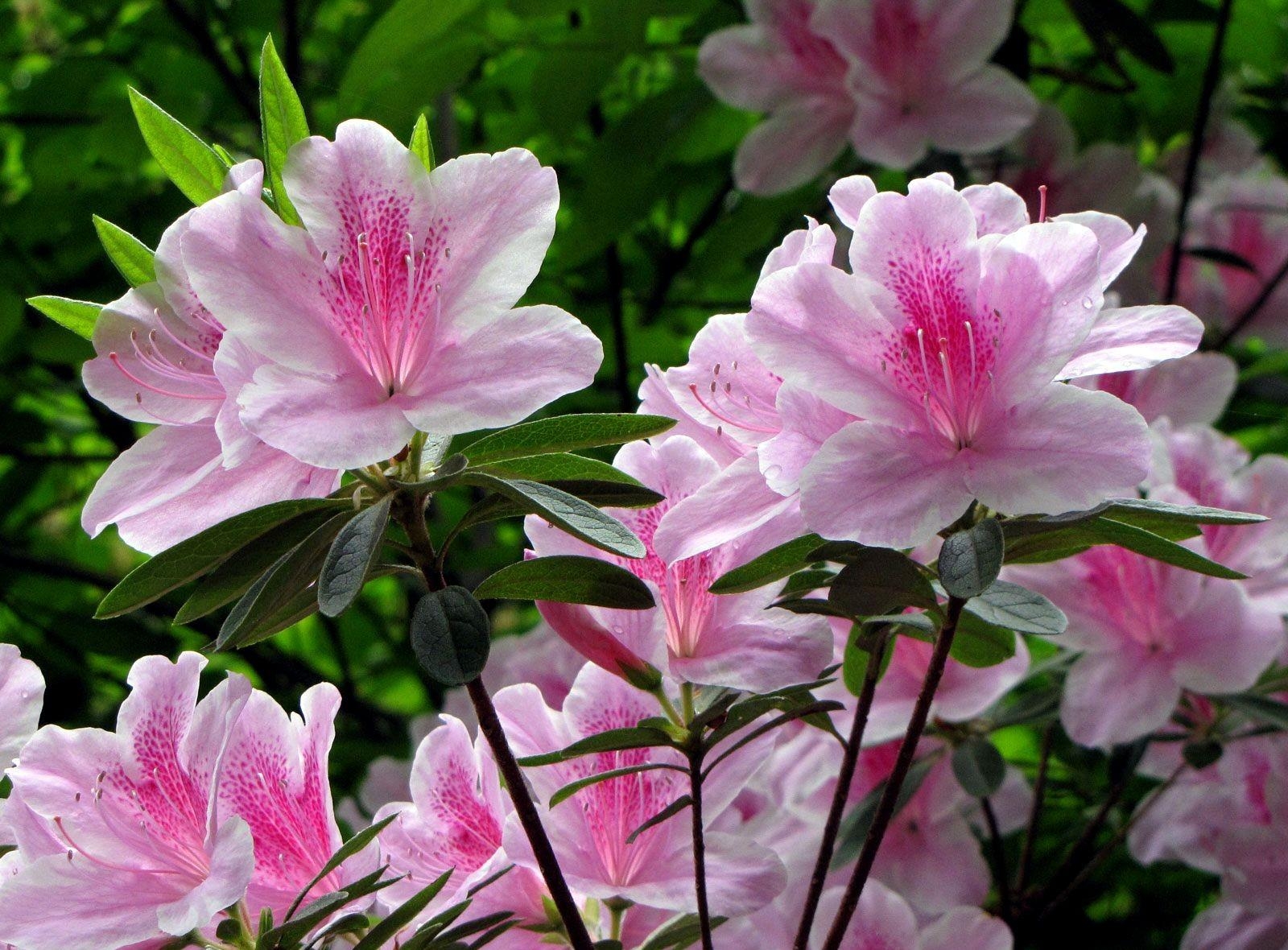 Pink azaleas close-up