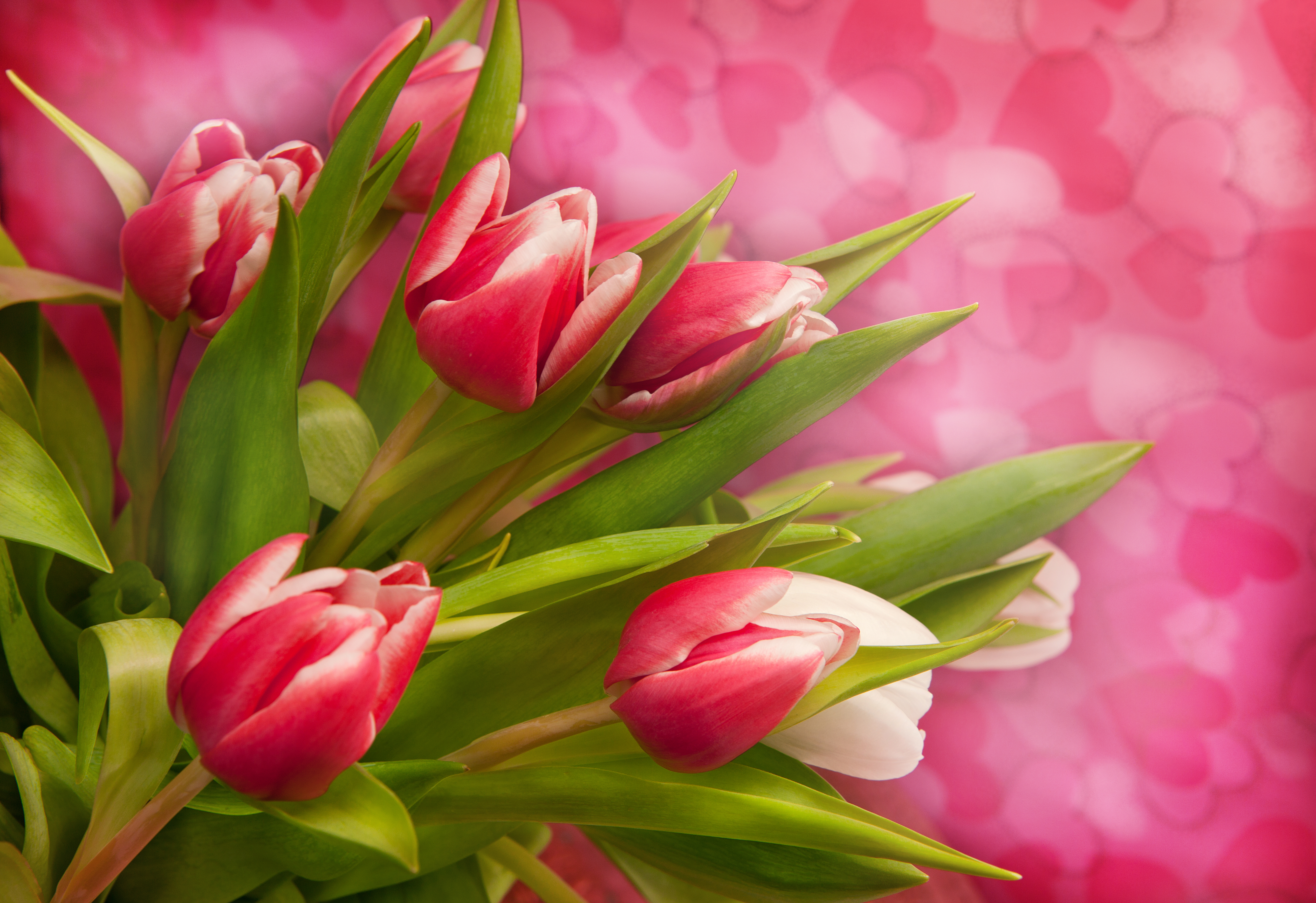 Wallpapers pink background flora tulips on the desktop