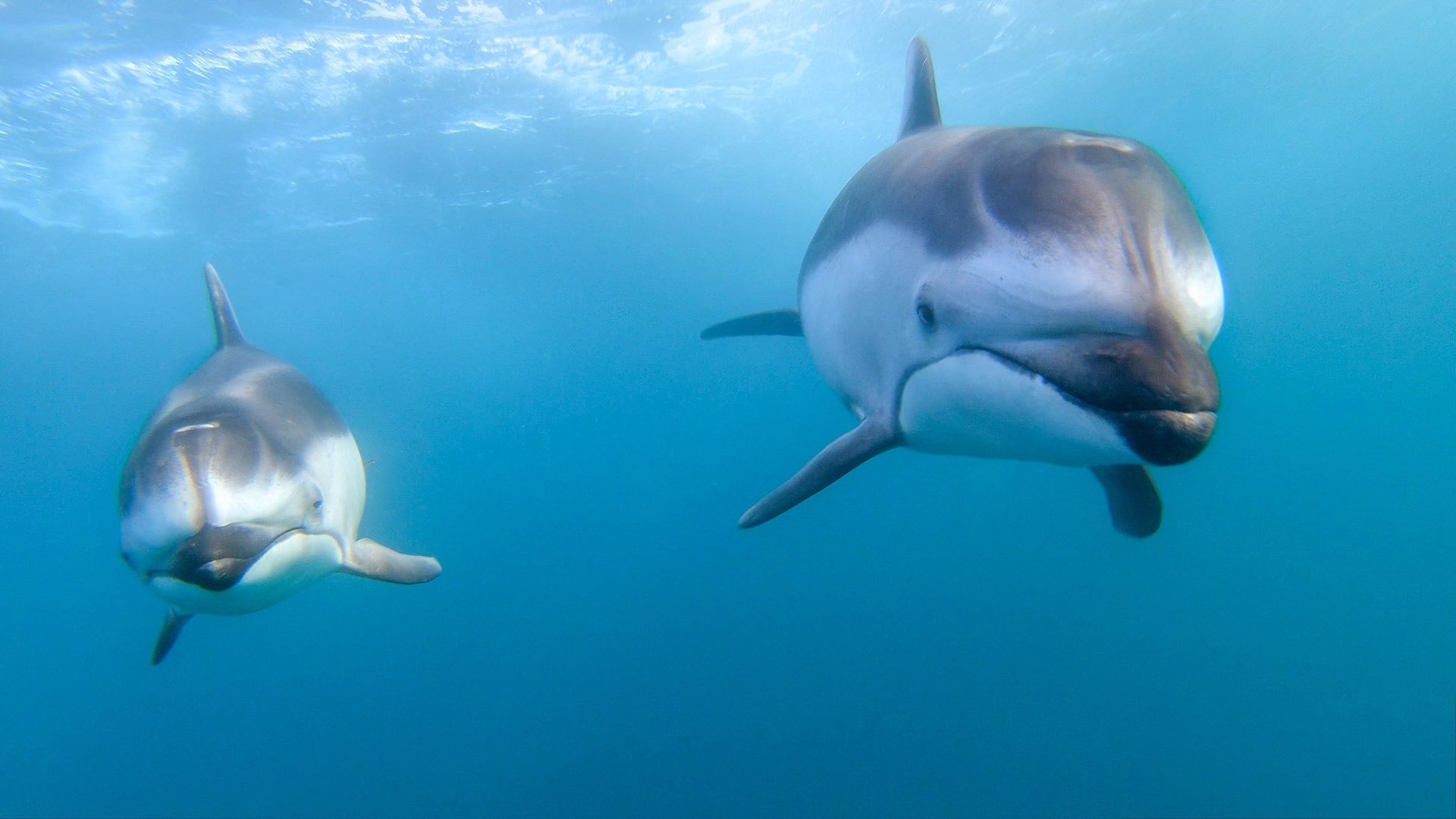 深海中的两只海豚