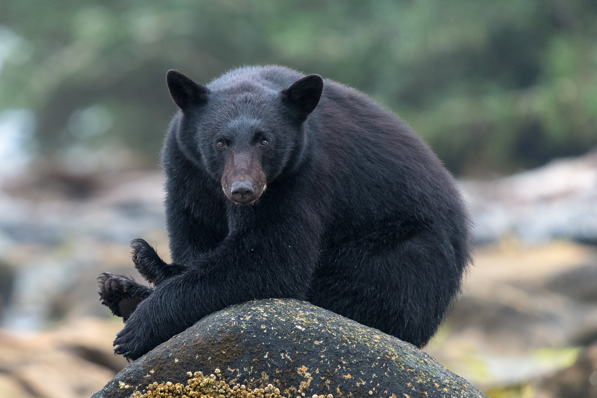 Wallpapers brown bear Wild Bear Black Bear on the desktop