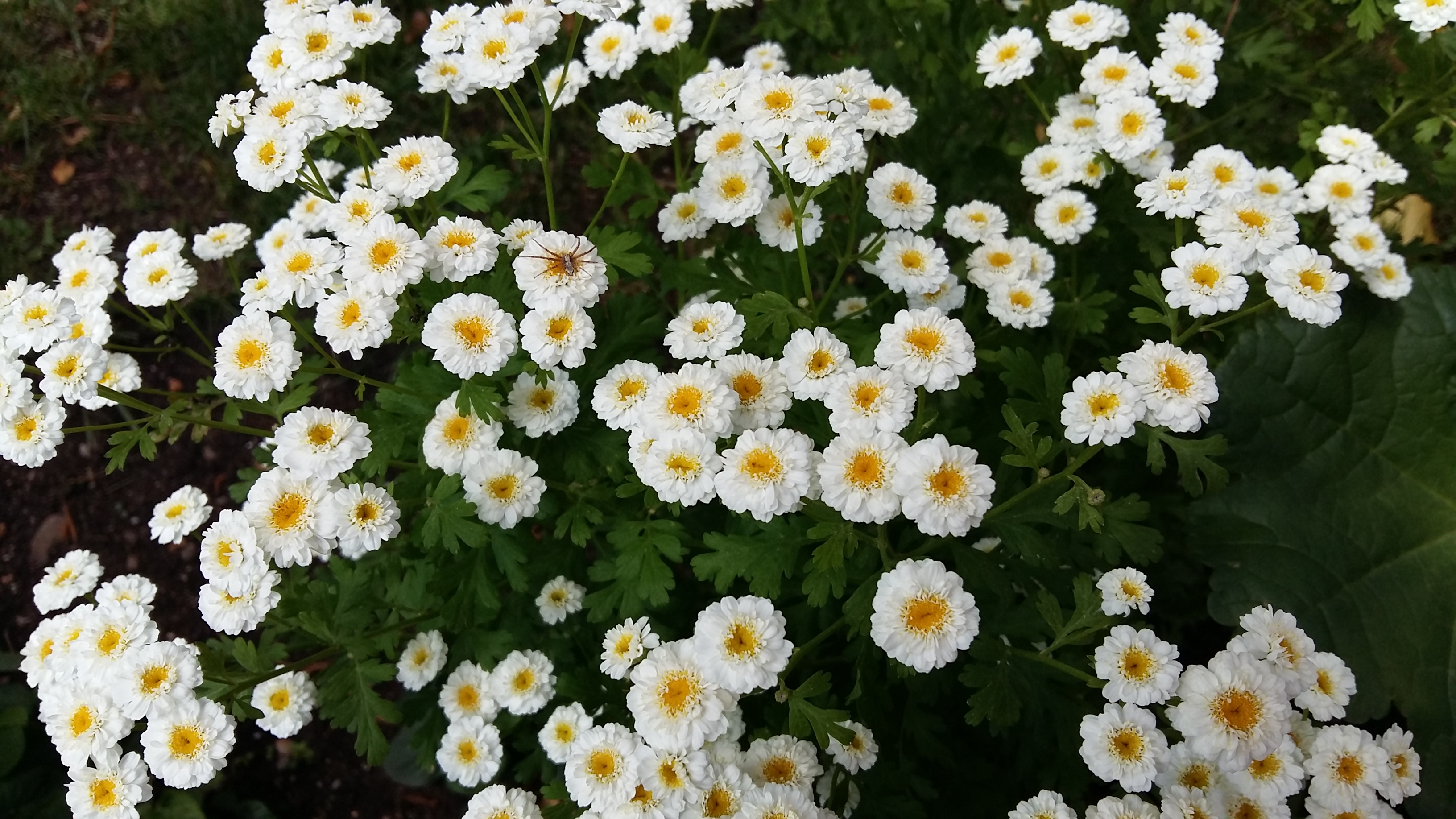 Free photo Beautiful white chrysanthemum shrub