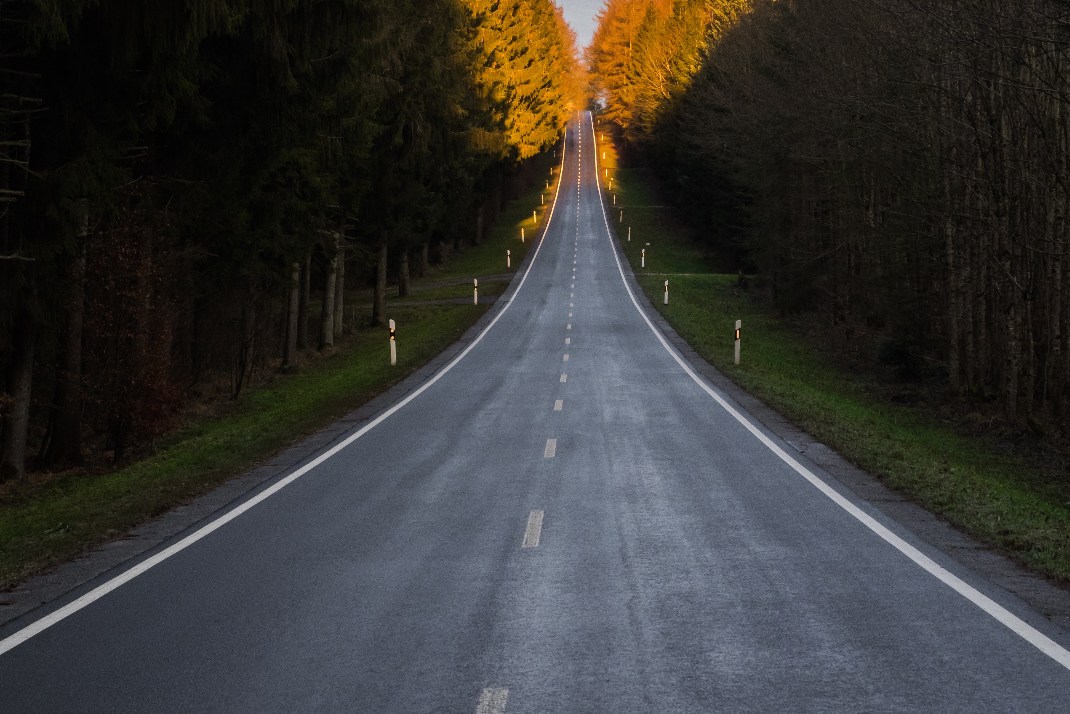 Free photo A long summer road along a dense forest