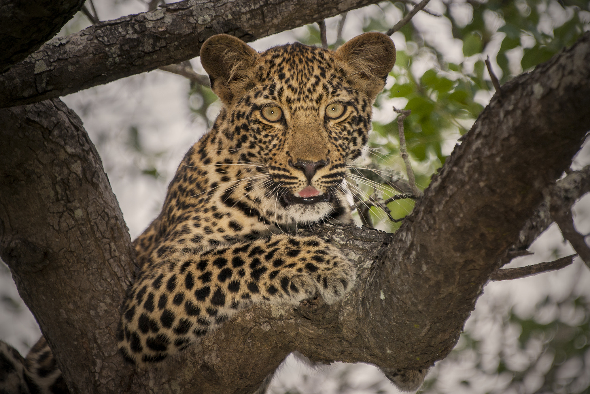 Wallpapers big cat mouth spotted cat on the desktop