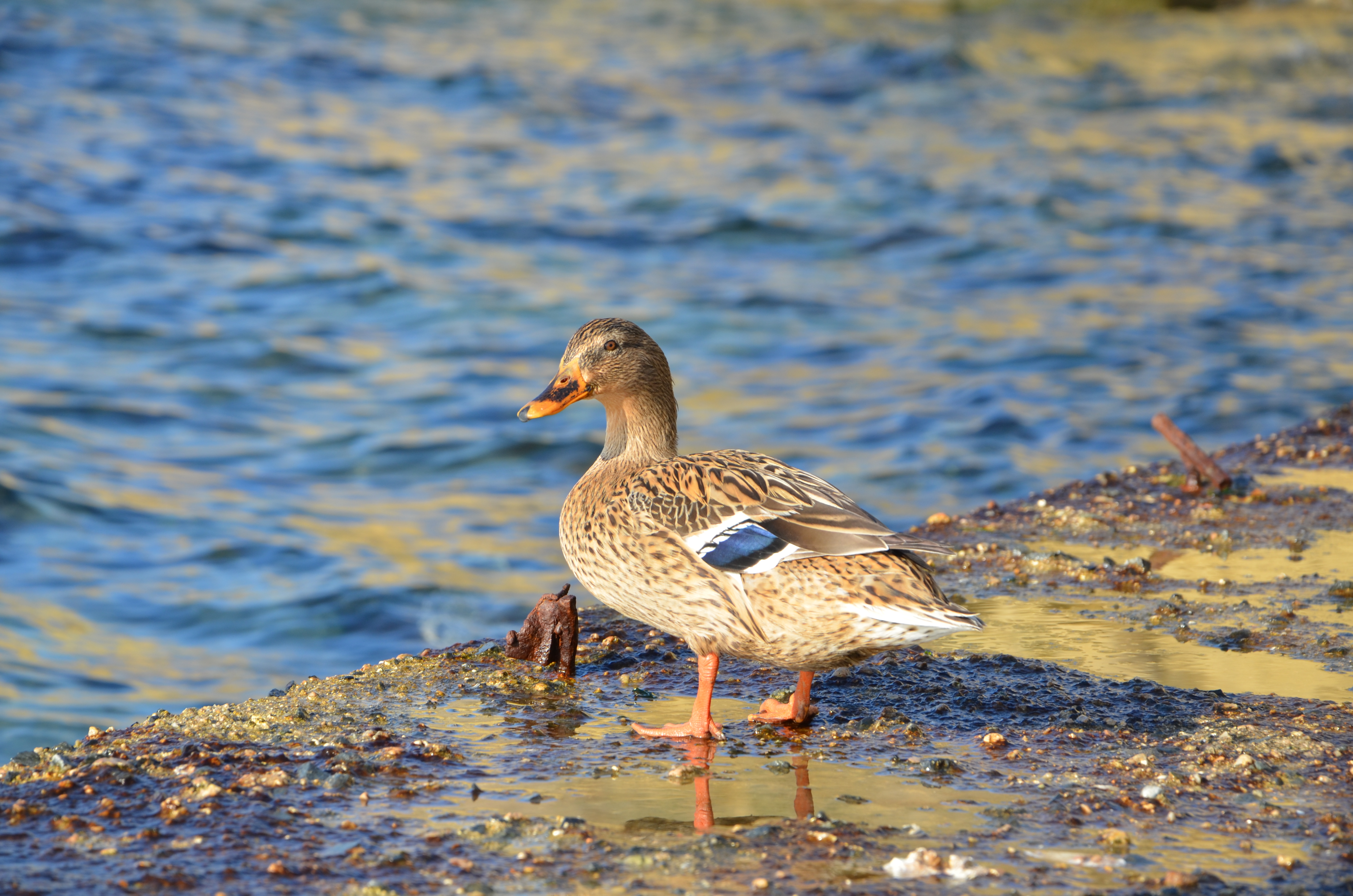 Wallpapers sea duck bird duck on the desktop