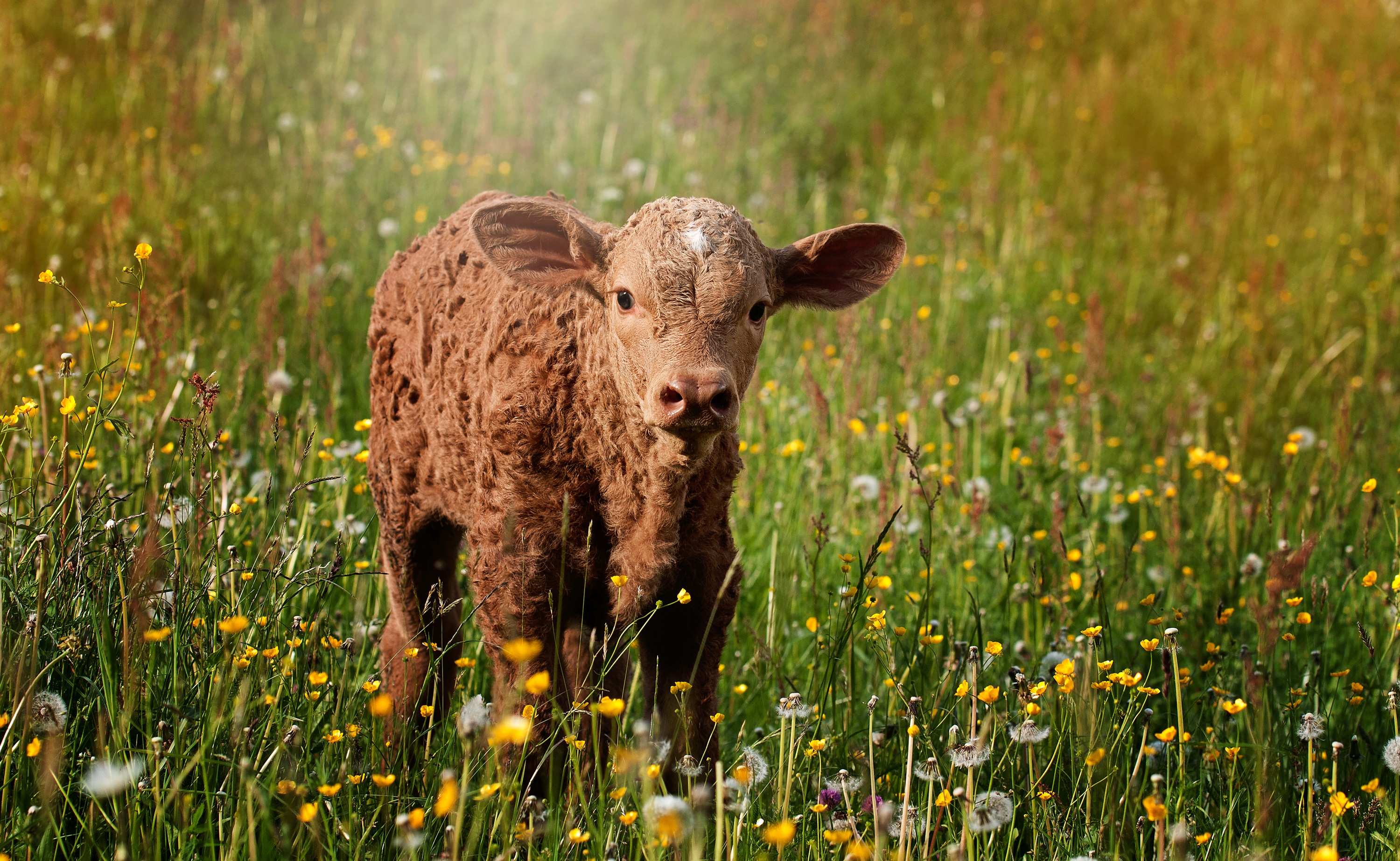 Free photo A red calf in the field