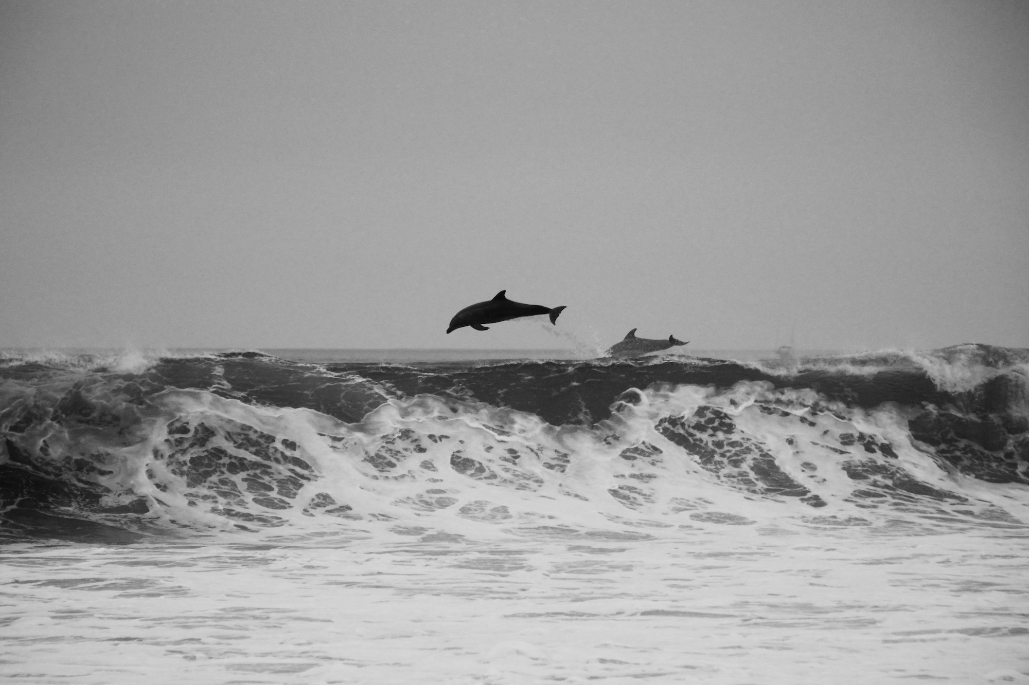 海豚在岸边跃出水面