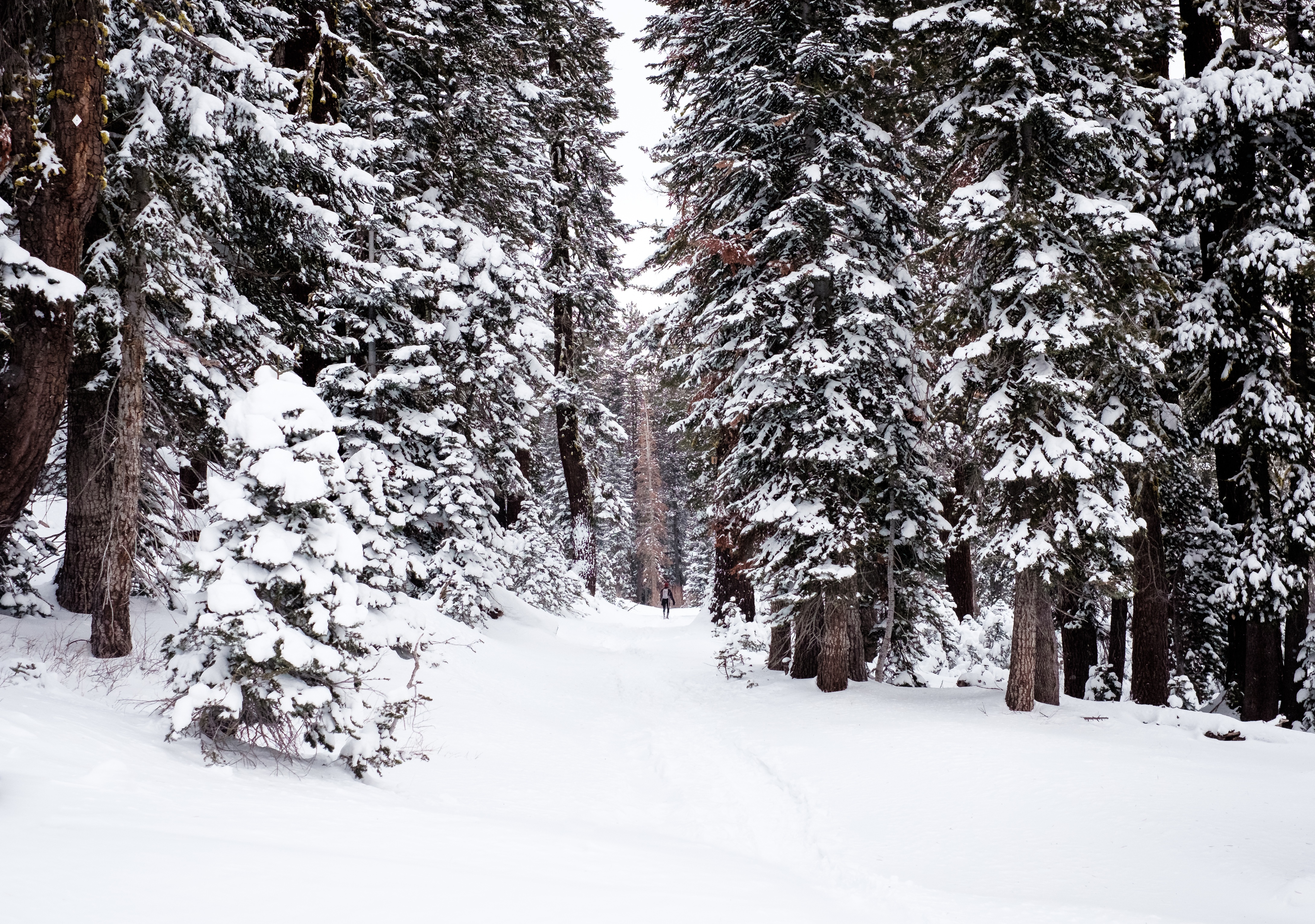 Free photo Winter forest with snowy trees