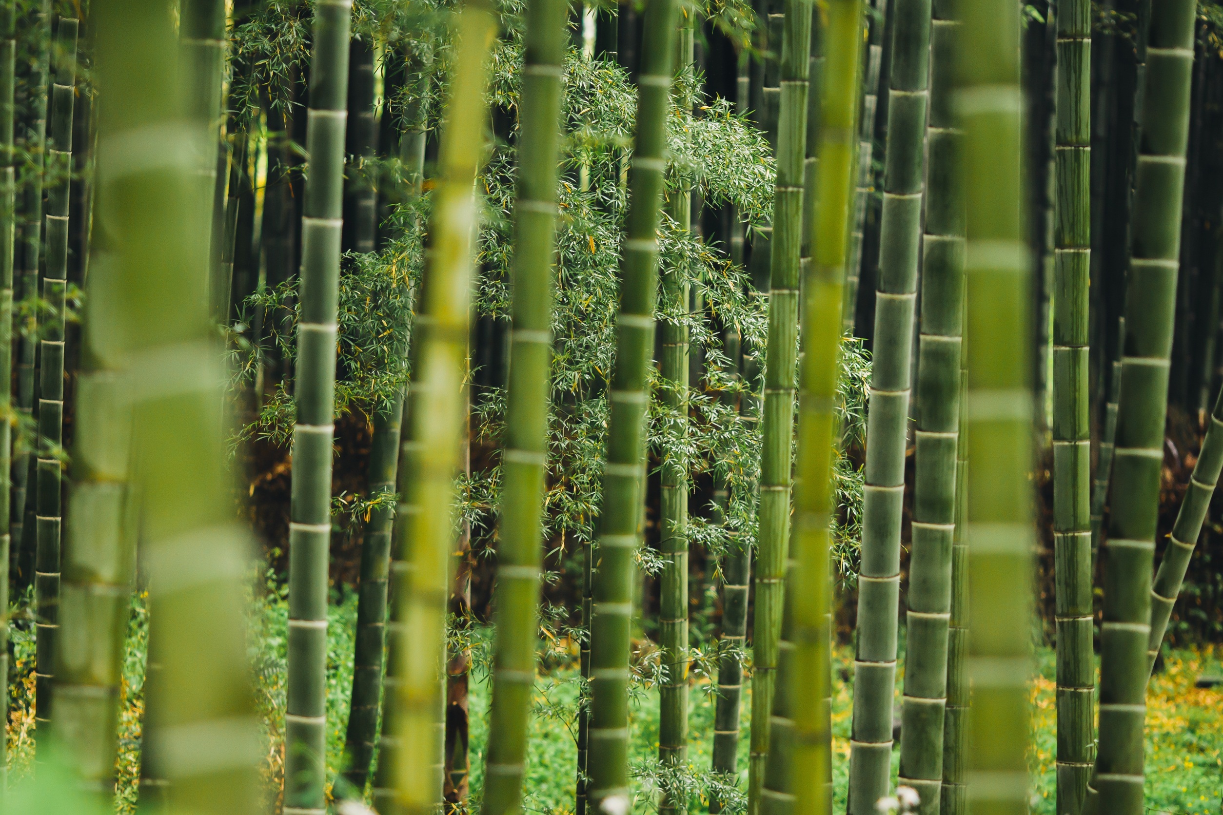 Wallpapers tree forest grass on the desktop
