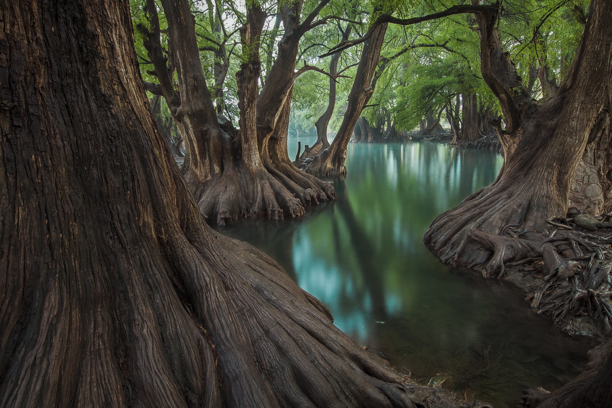Old-growth forest on the water