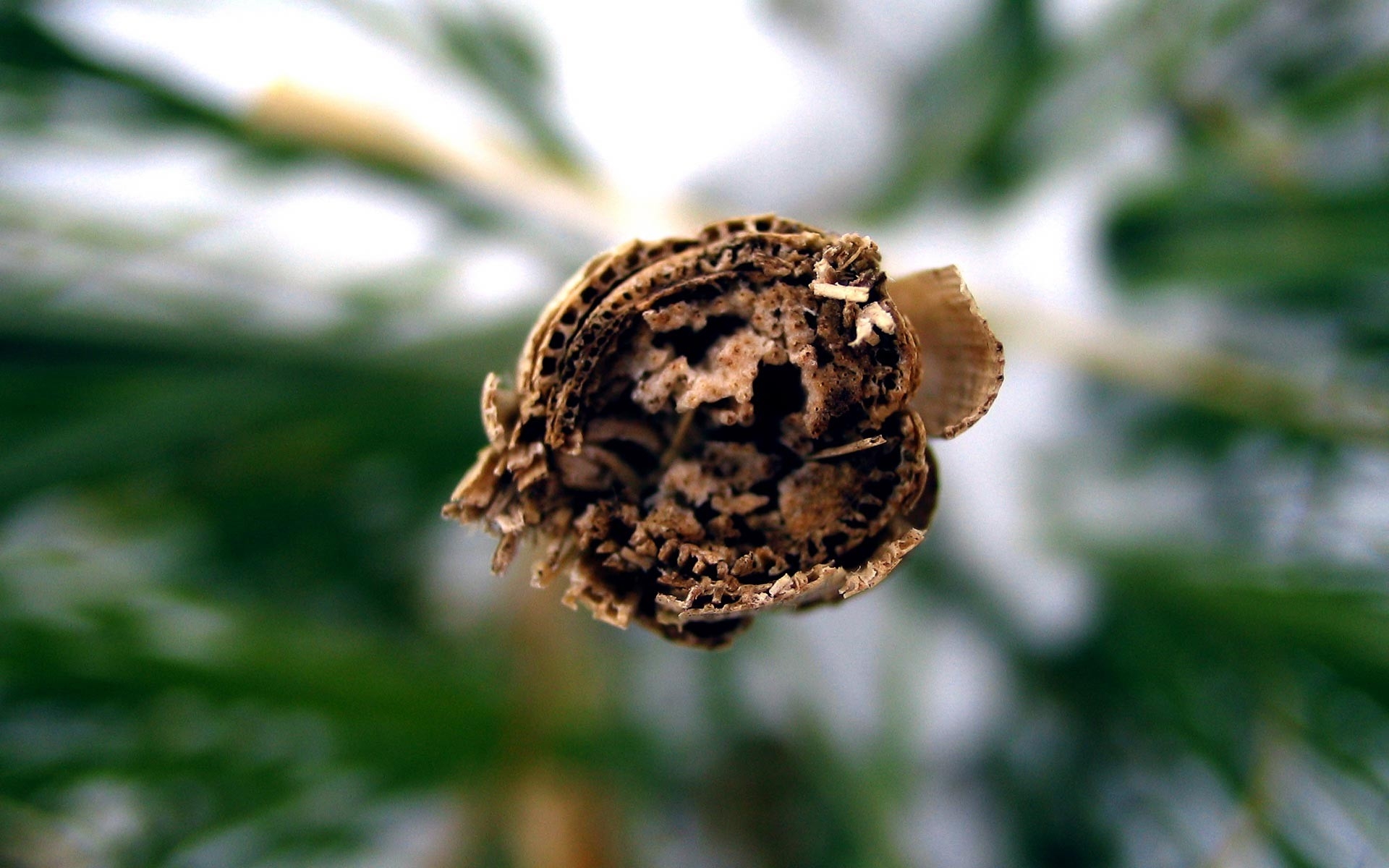 Бесплатное фото Гнездо насекомого