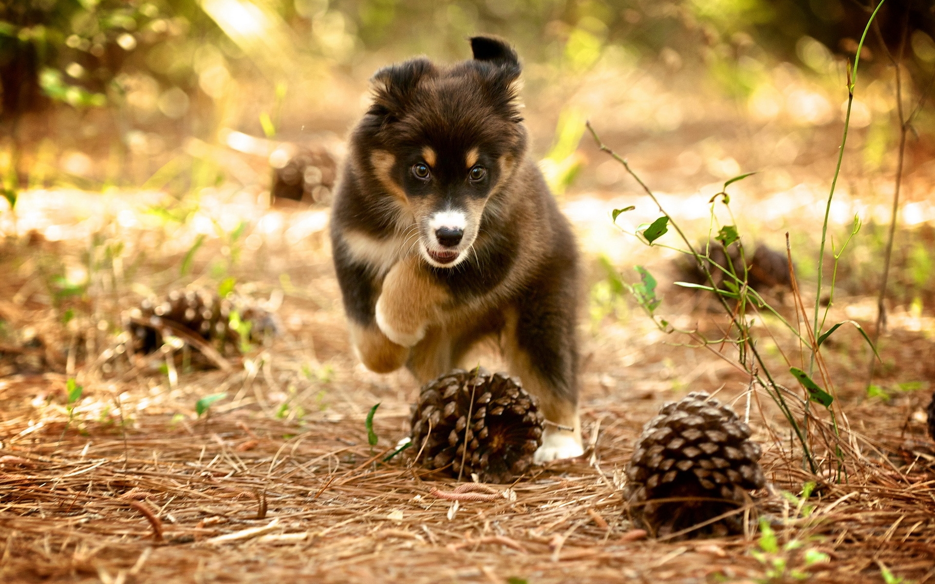 The dog is playing with spruce cones.