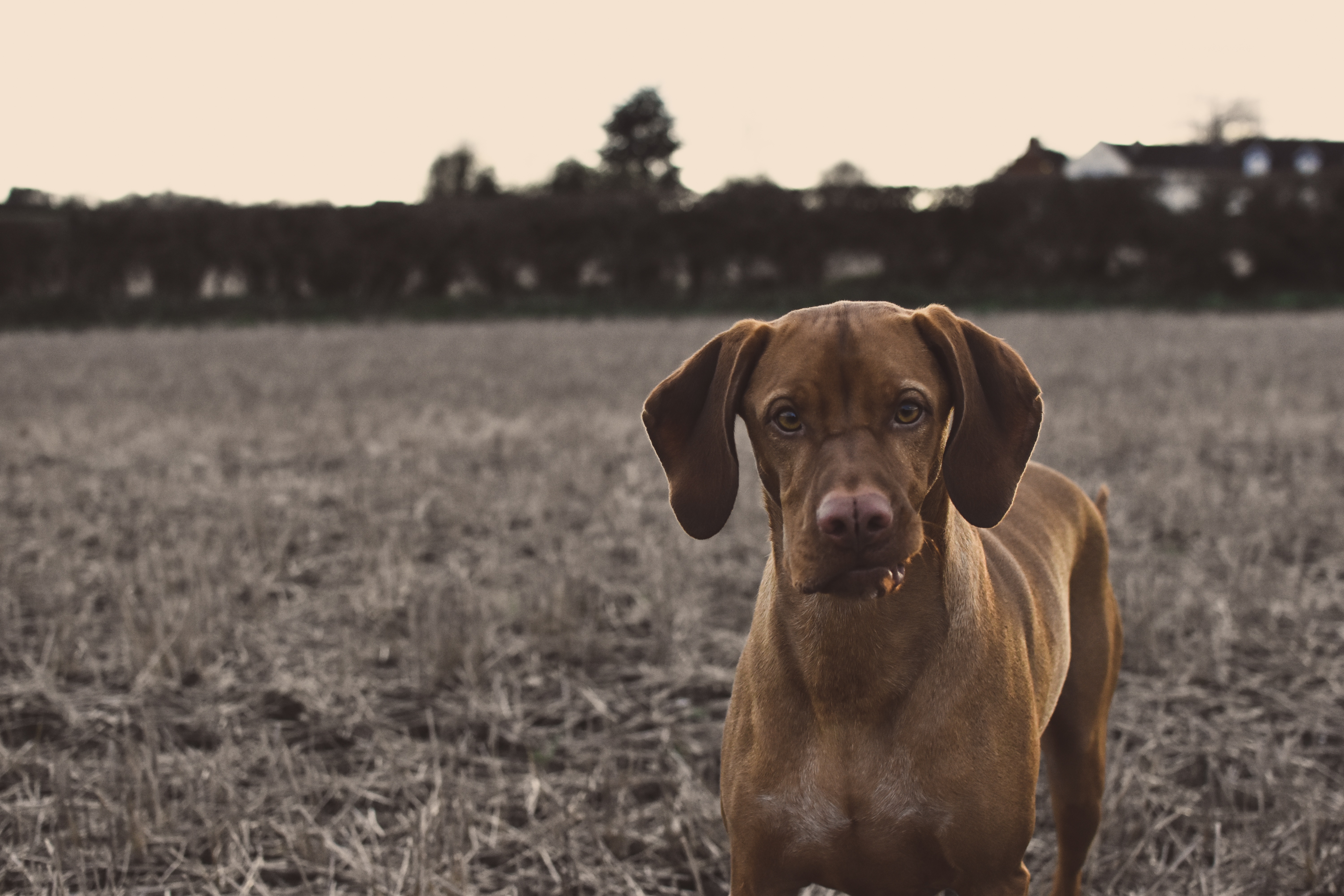 Free photo A surprised dog looks up at his master