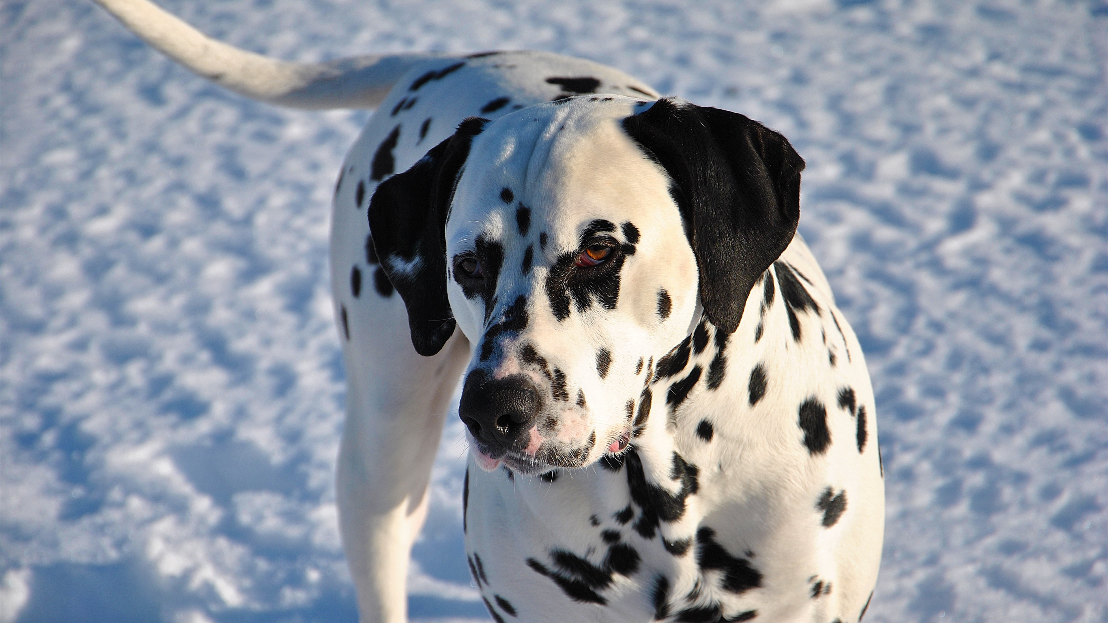 Wallpapers snow close wallpaper dalmatian dog on the desktop