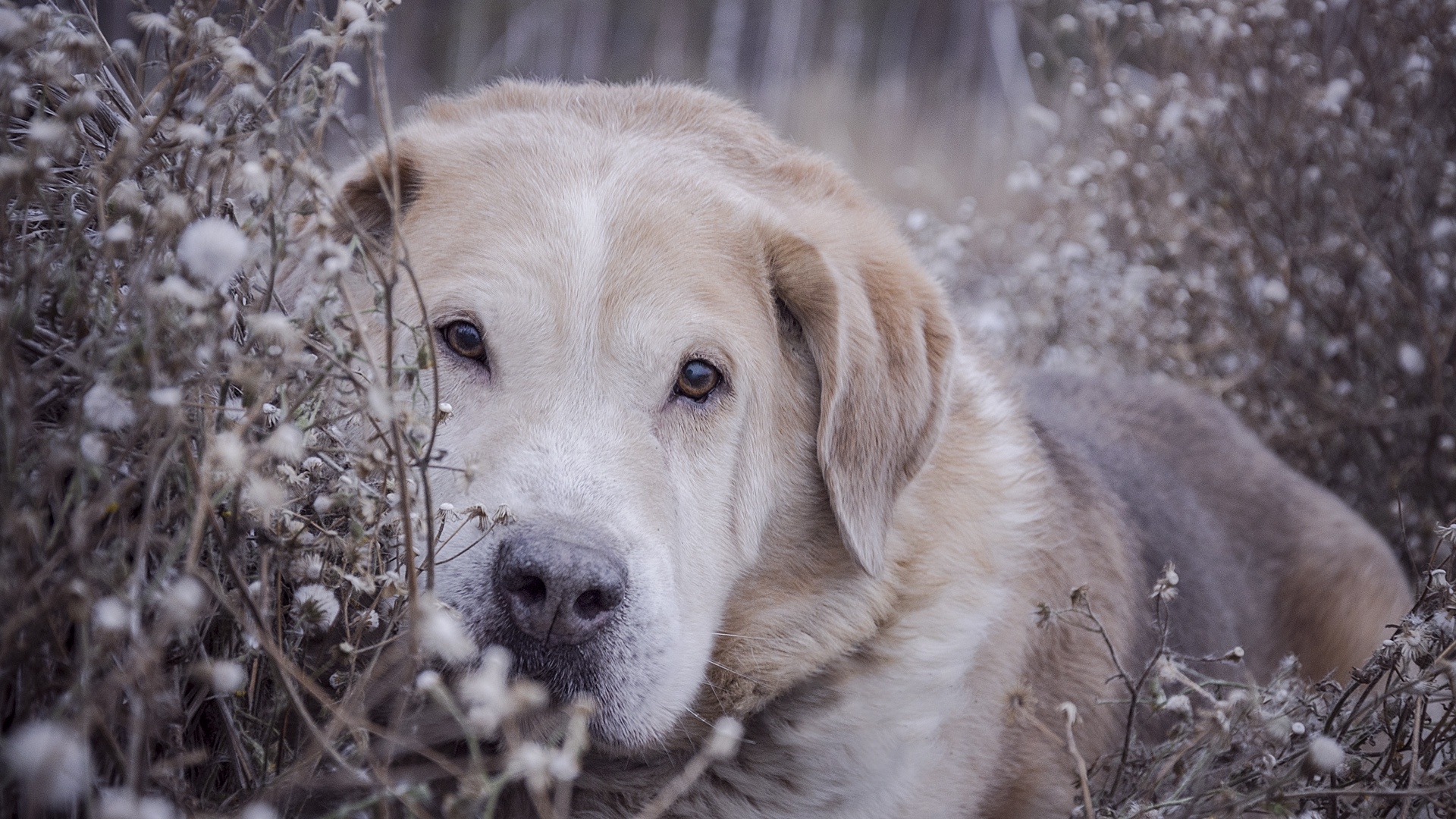 拉布拉多猎犬躺在花丛中
