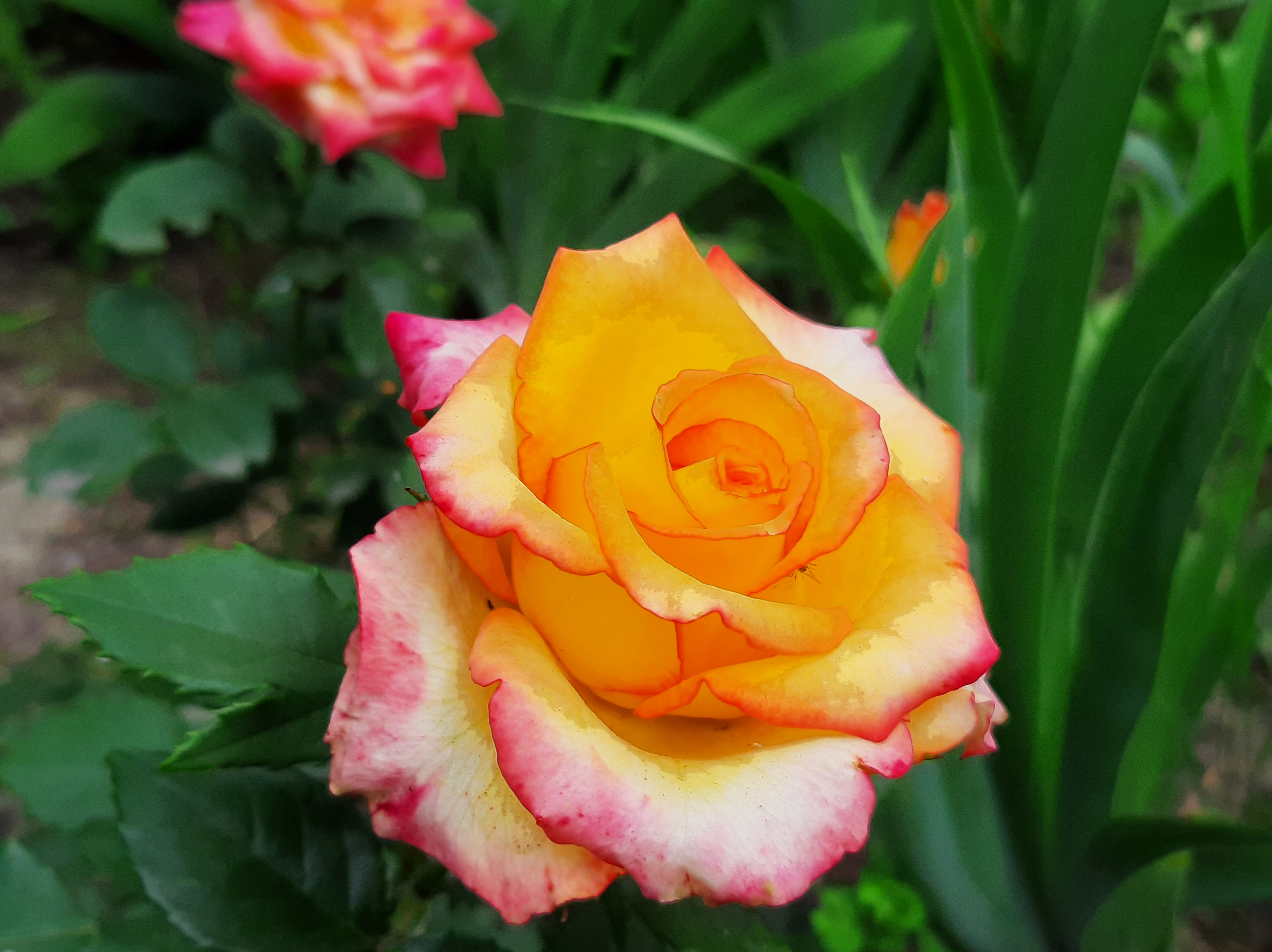 免费照片黄色成熟的玫瑰，带有粉红色的边缘