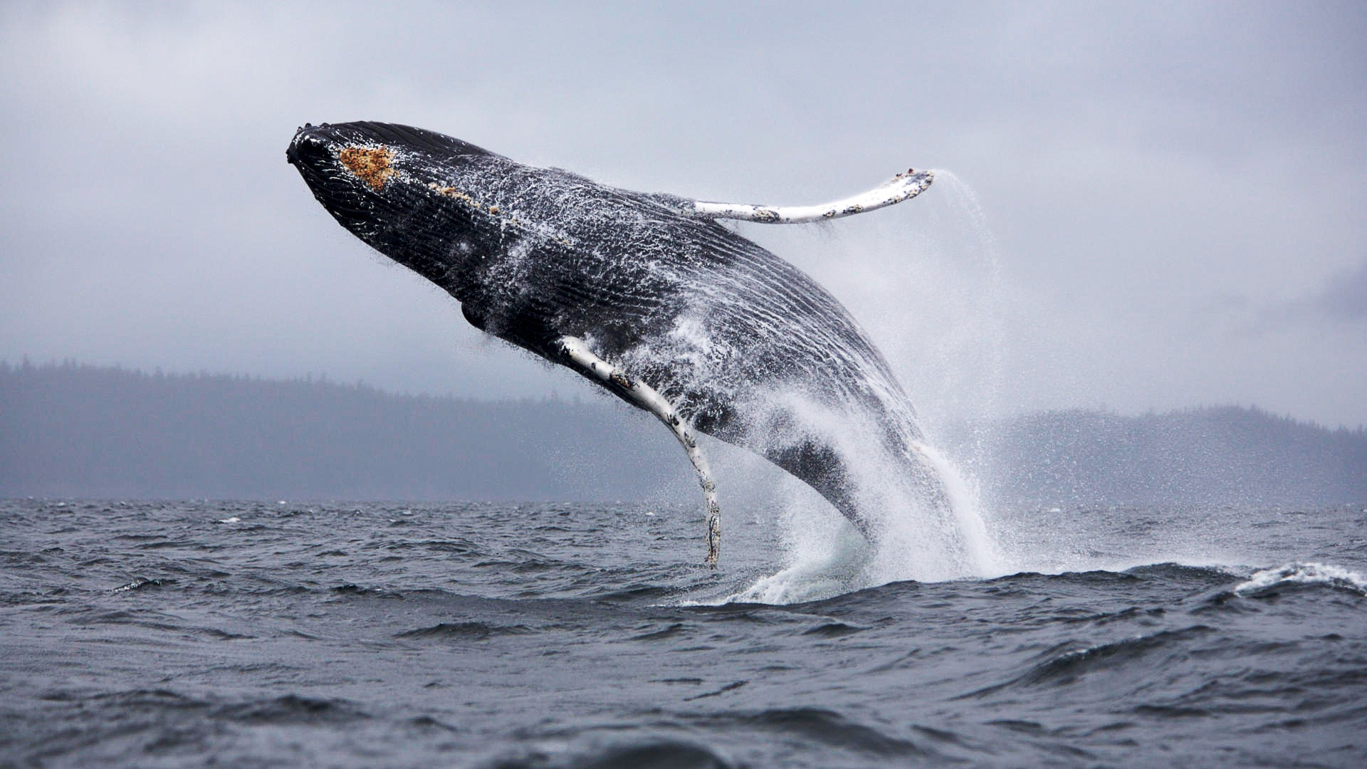 Wallpapers sea nature whale on the desktop