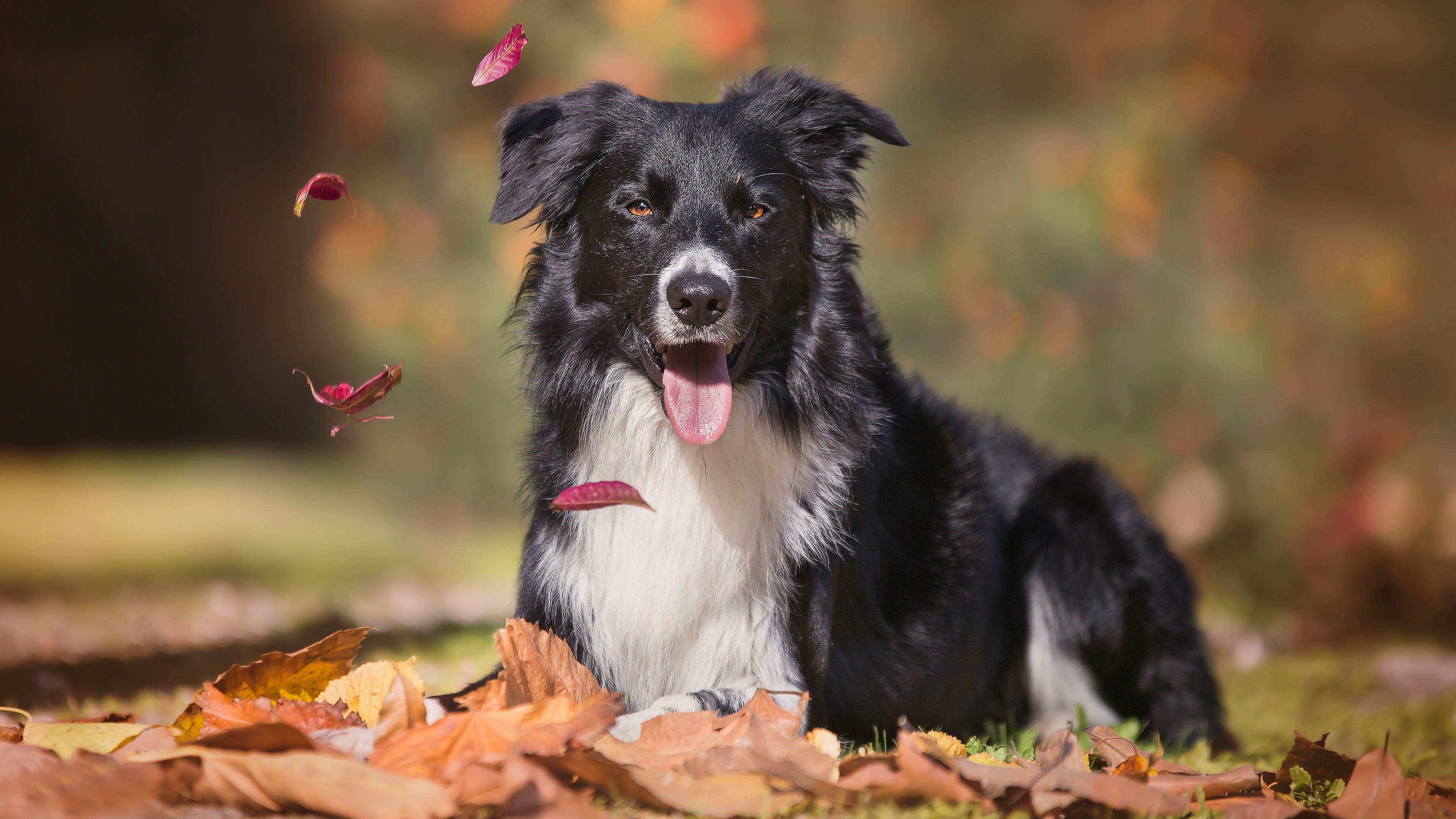 Border collie in autumn plays with fallen leaves